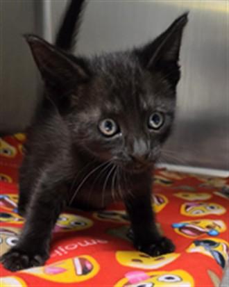 Sophie A061325, Adoptable, Kitten Female Domestic Short Hair.