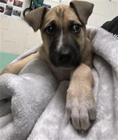 PEANUT BUTTER, Adoptable, Puppy Female Pit Bull Terrier & Mixed Breed.