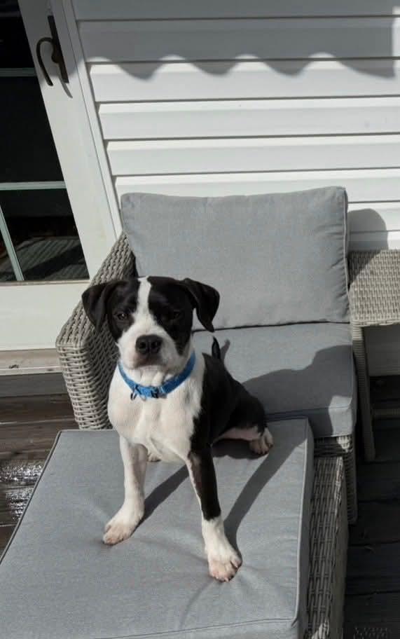 Enlarge Rolo, a Adoptable mixed breed in Jackson , NJ image 2/3