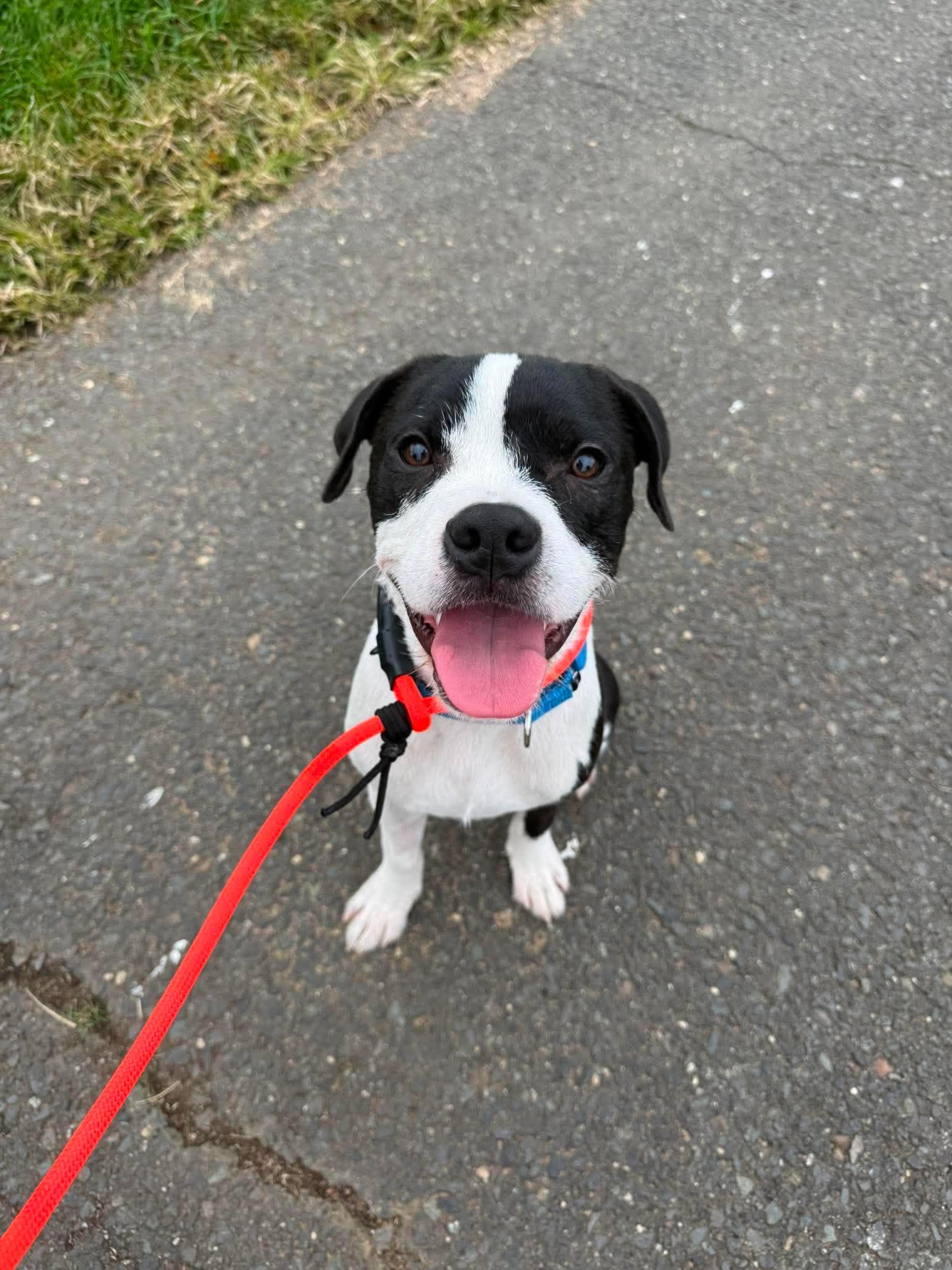 Rolo, Adoptable, Young Male Pit Bull Terrier.