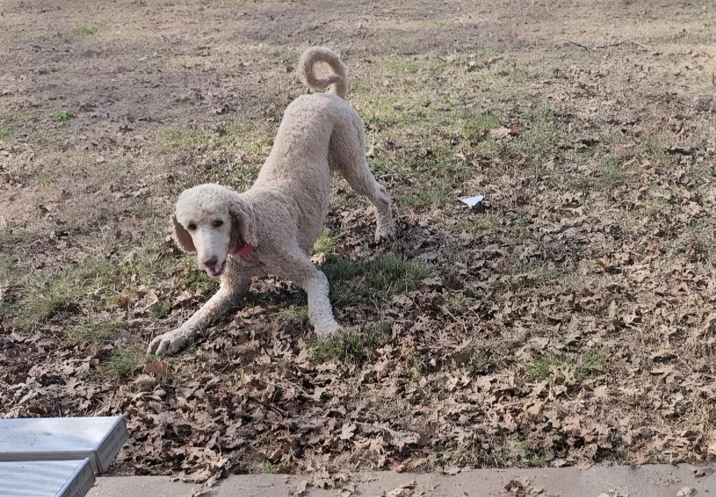 Enlarge 25Jane Bennett, an adopted Standard Poodle in Shingle Springs, CA image 2/4
