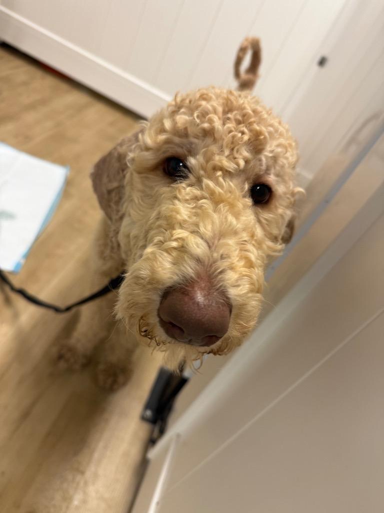 Enlarge 25Jane Bennett, an adopted Standard Poodle in Shingle Springs, CA image 4/4