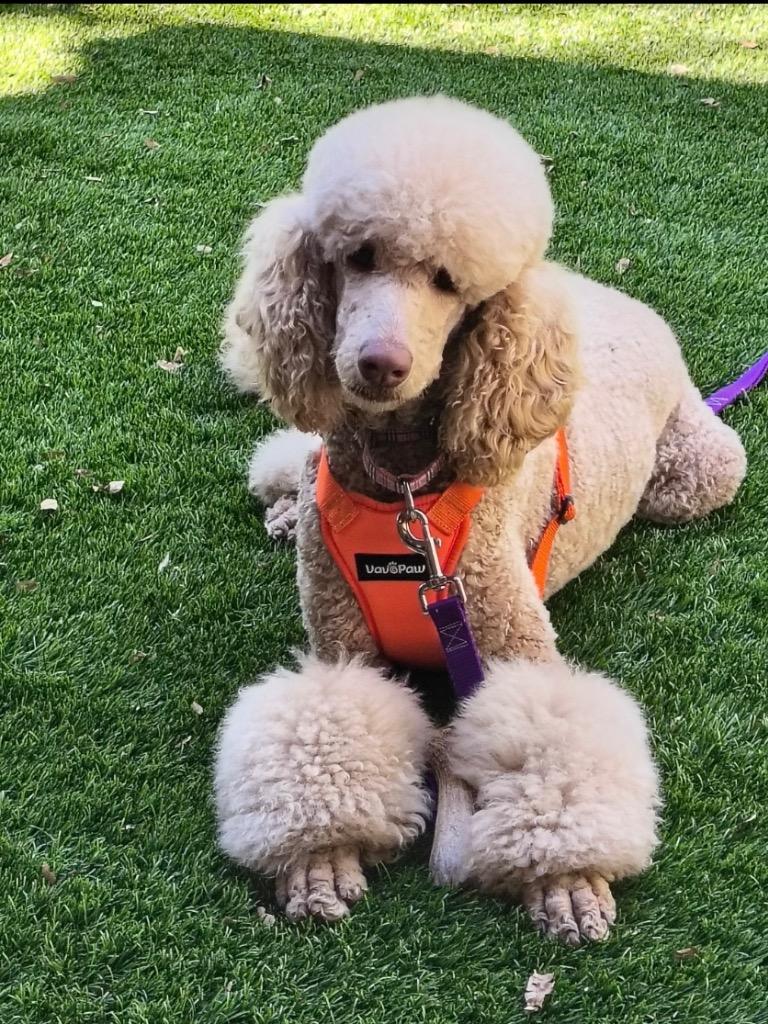 25Jane Bennett, adopted, Adult Female Standard Poodle.