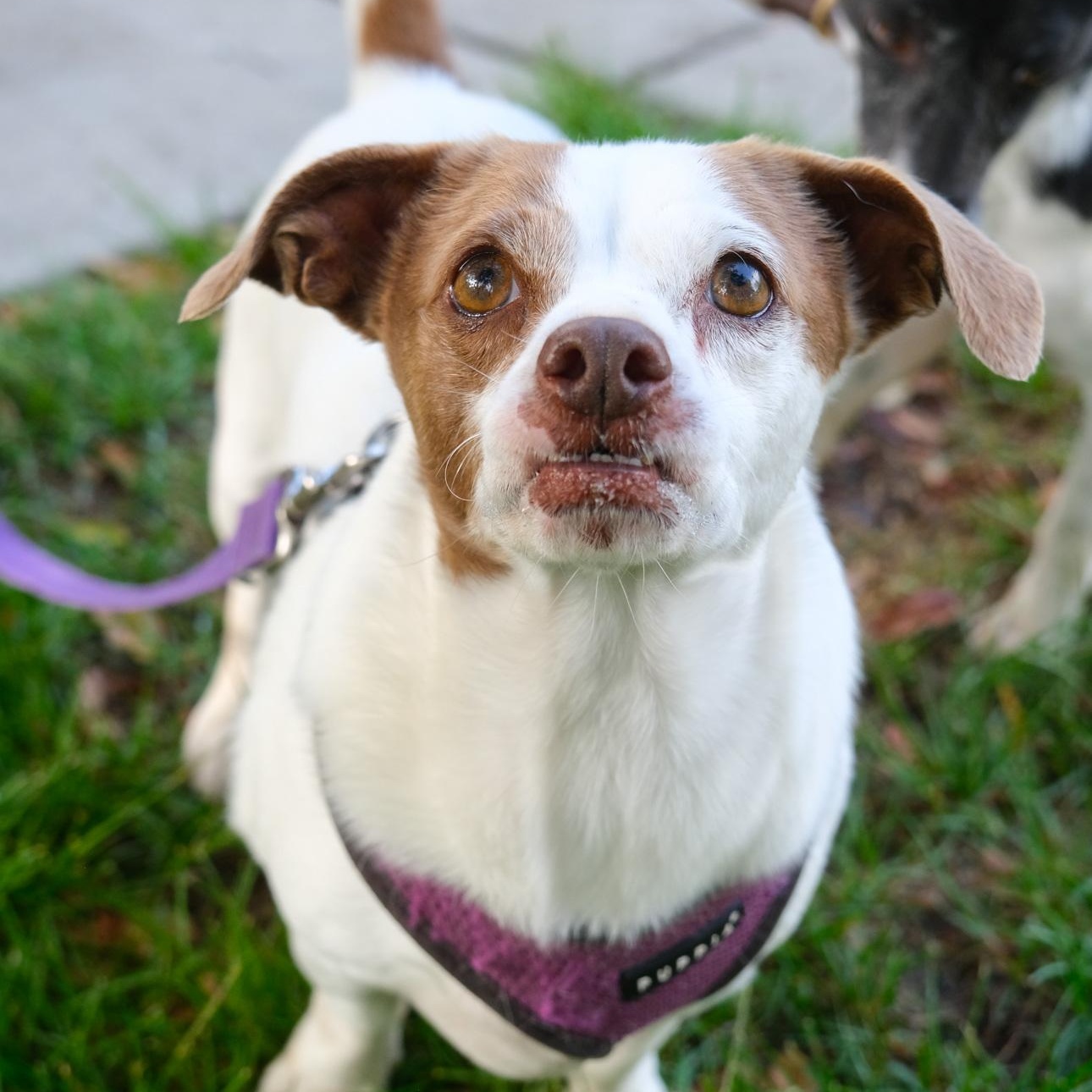 Enlarge Chandler, a Adoptable mixed breed in Newport Beach, CA image 4/5