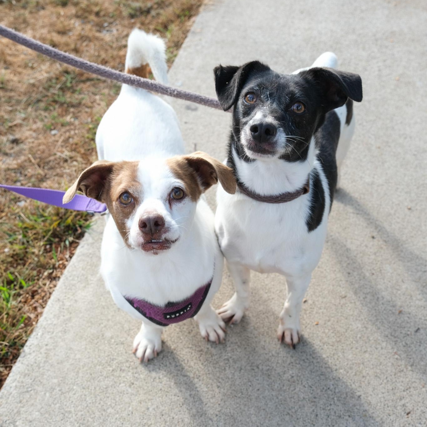Enlarge Chandler, a Adoptable mixed breed in Newport Beach, CA image 5/5