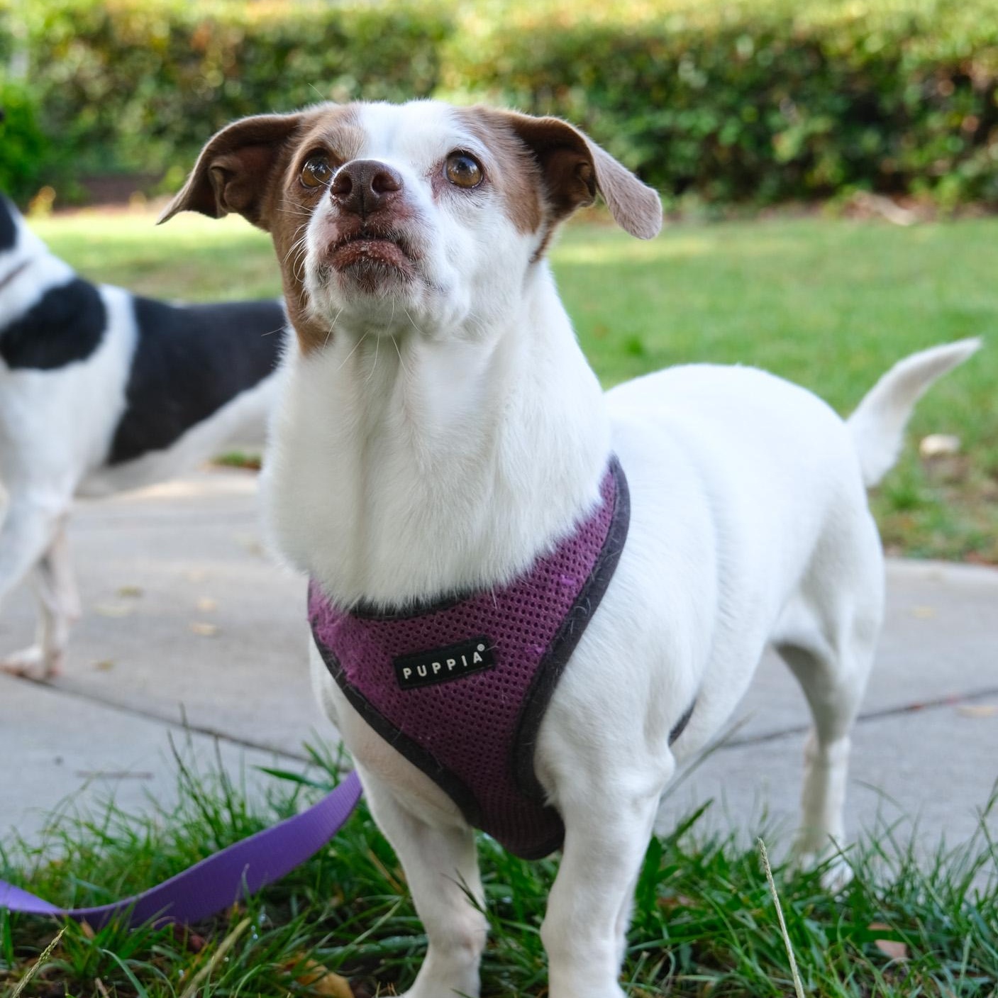 Enlarge Chandler, a Adoptable mixed breed in Newport Beach, CA image 3/5