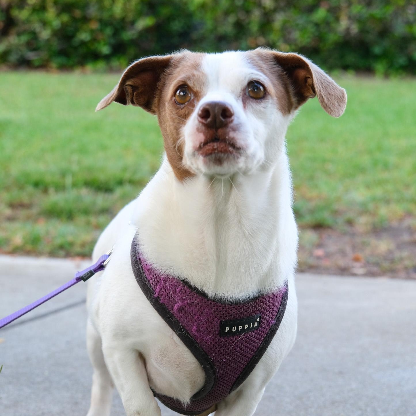 Enlarge Chandler, a Adoptable mixed breed in Newport Beach, CA image 2/5
