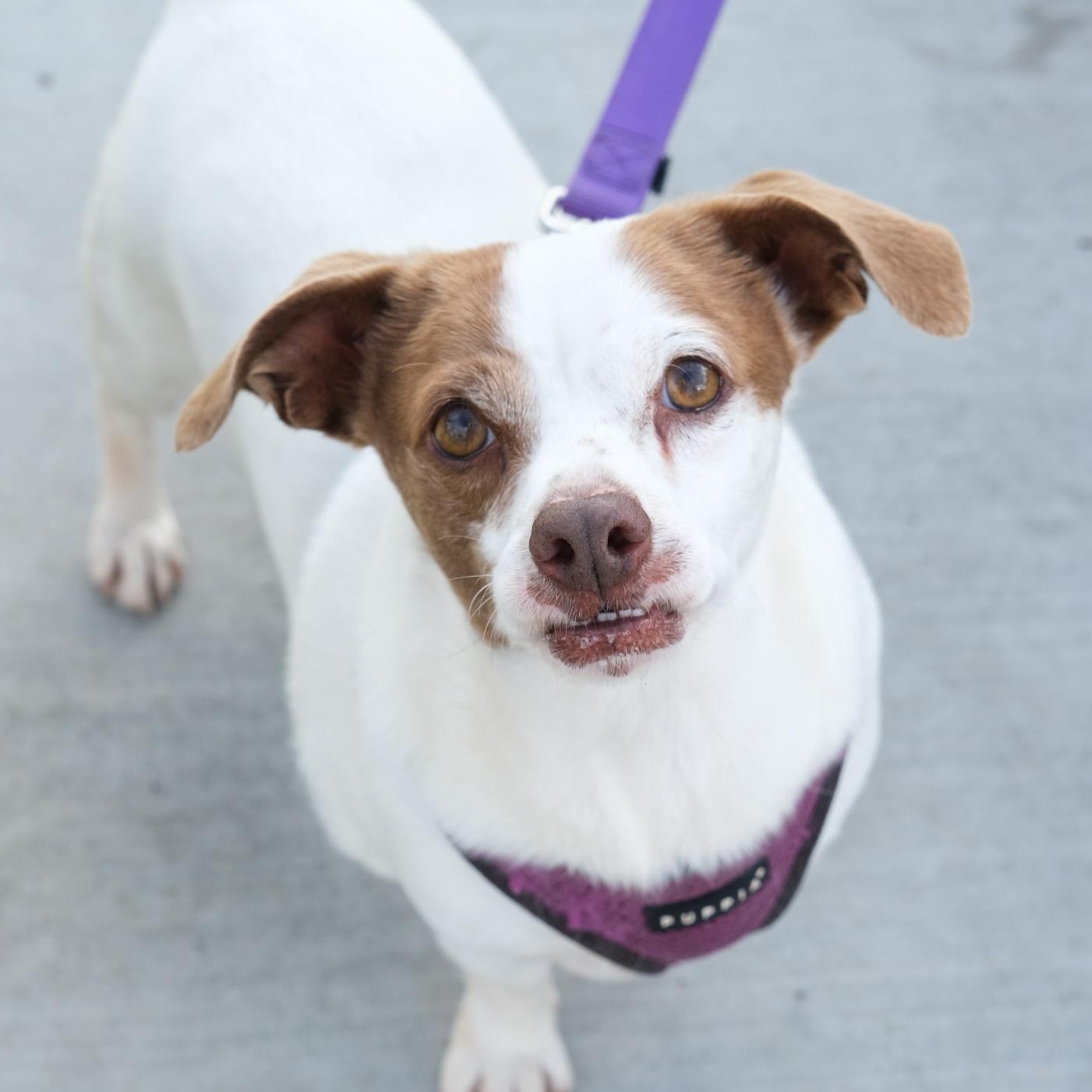 Enlarge Chandler, a Adoptable mixed breed in Newport Beach, CA image 1/5