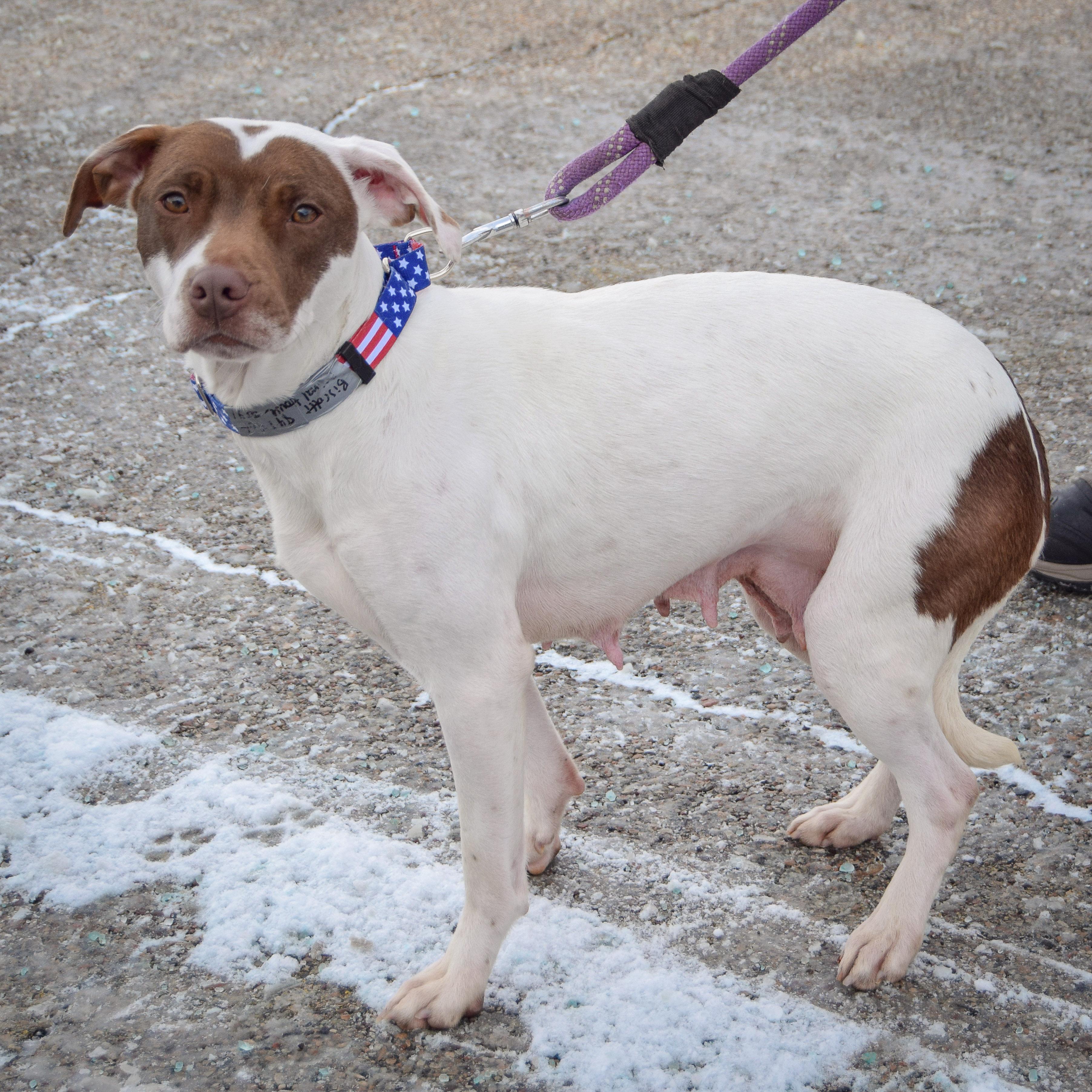 Biscotti thumbnail 3