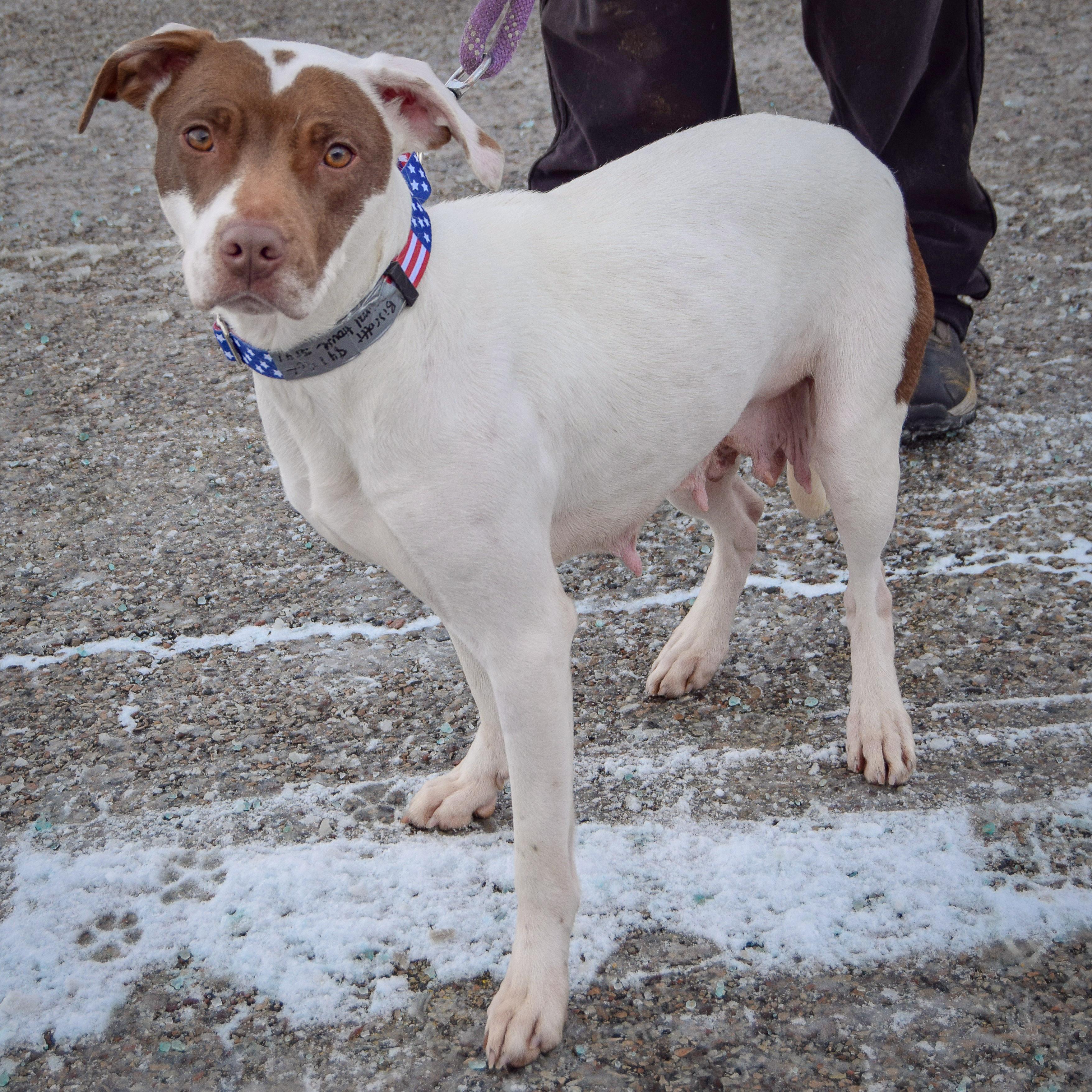 Biscotti thumbnail 4