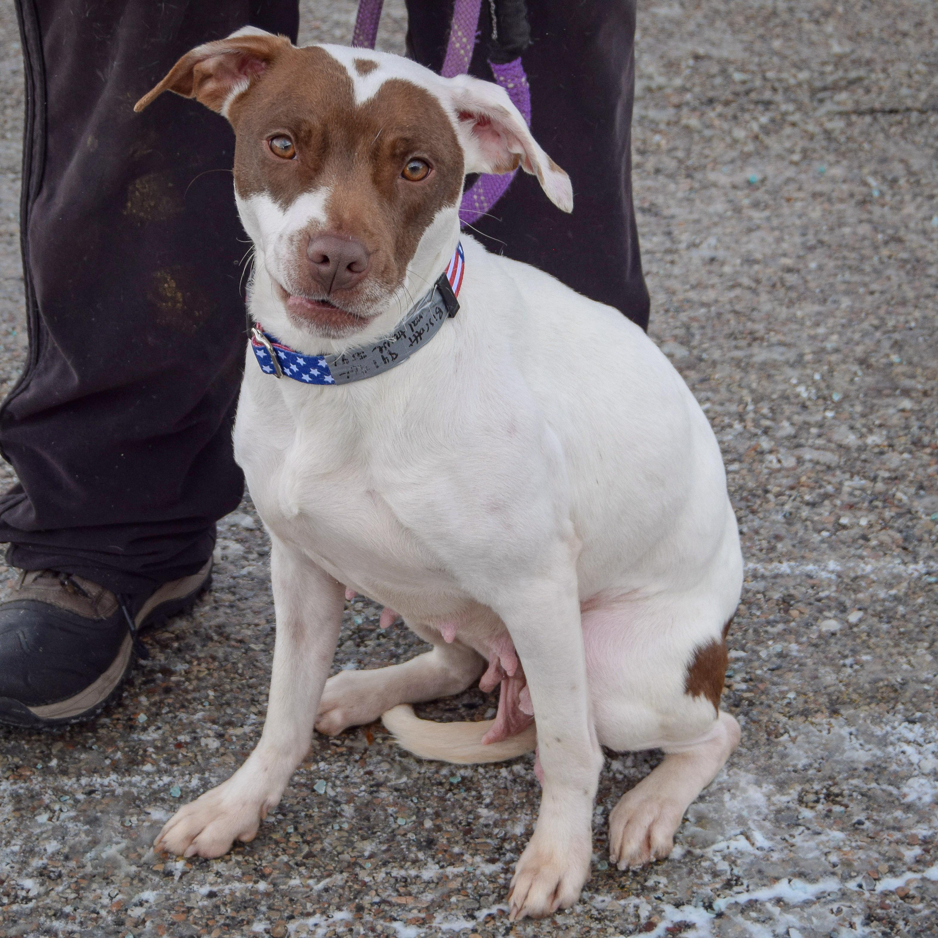 Biscotti thumbnail 5