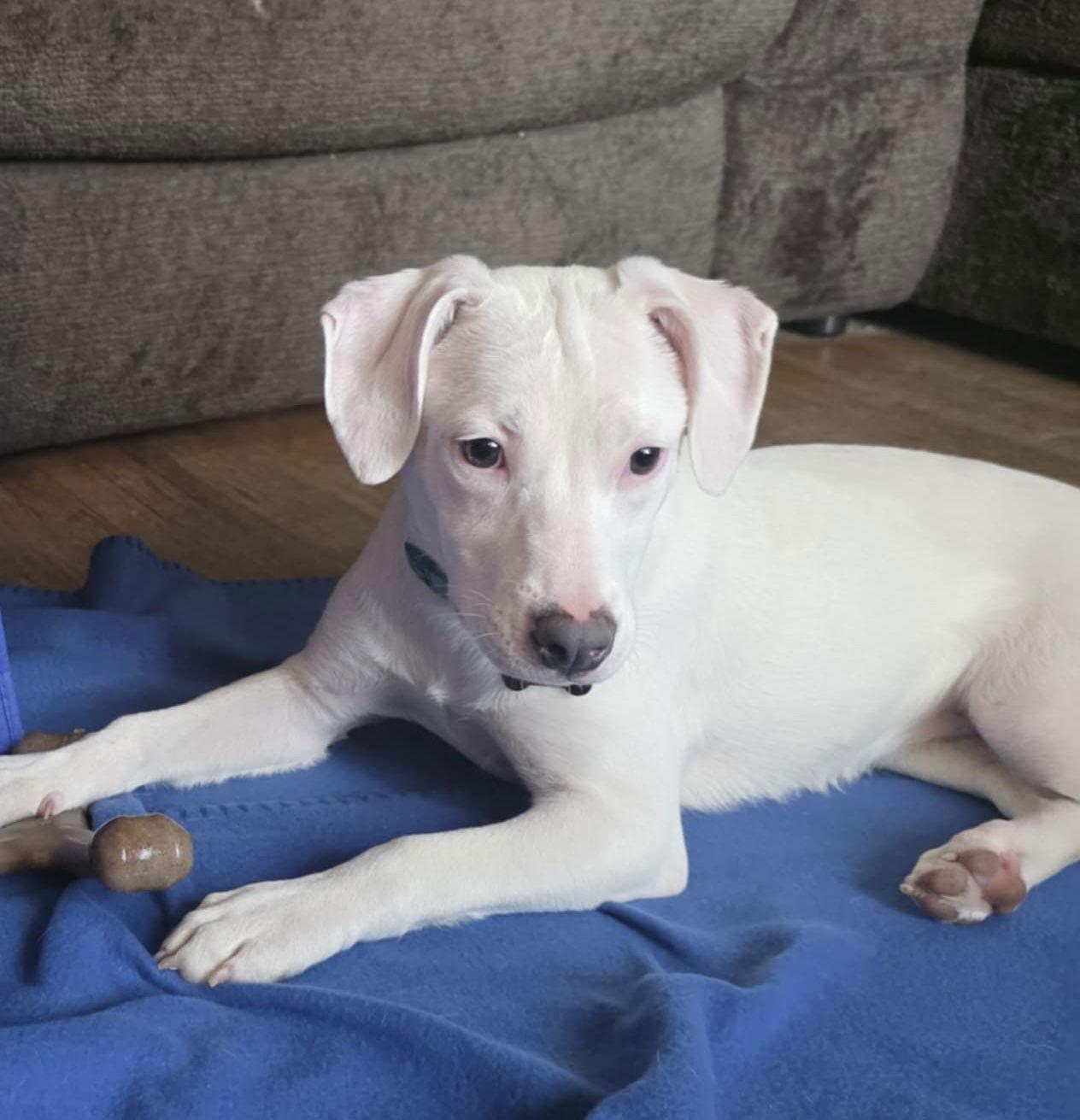 Enlarge Opal, a Adoptable Pit Bull Terrier in Springville, NY image 2/3