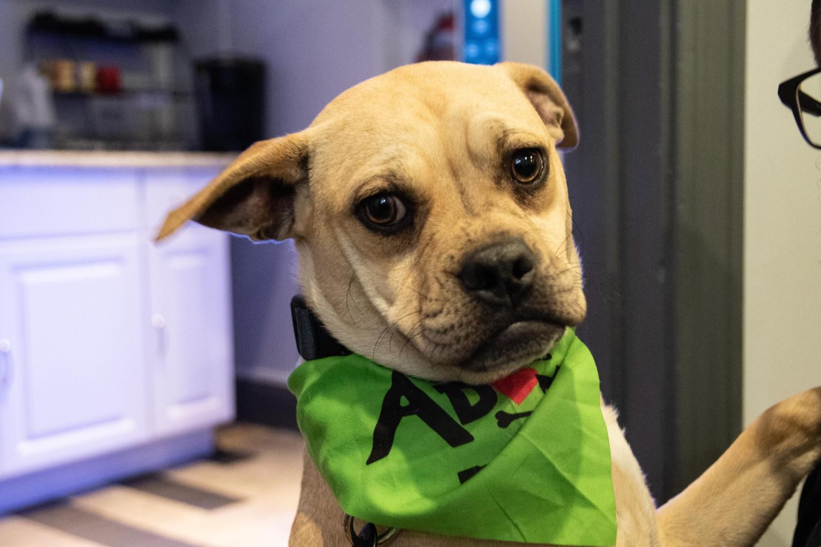 Pixie Moon thumbnail 2