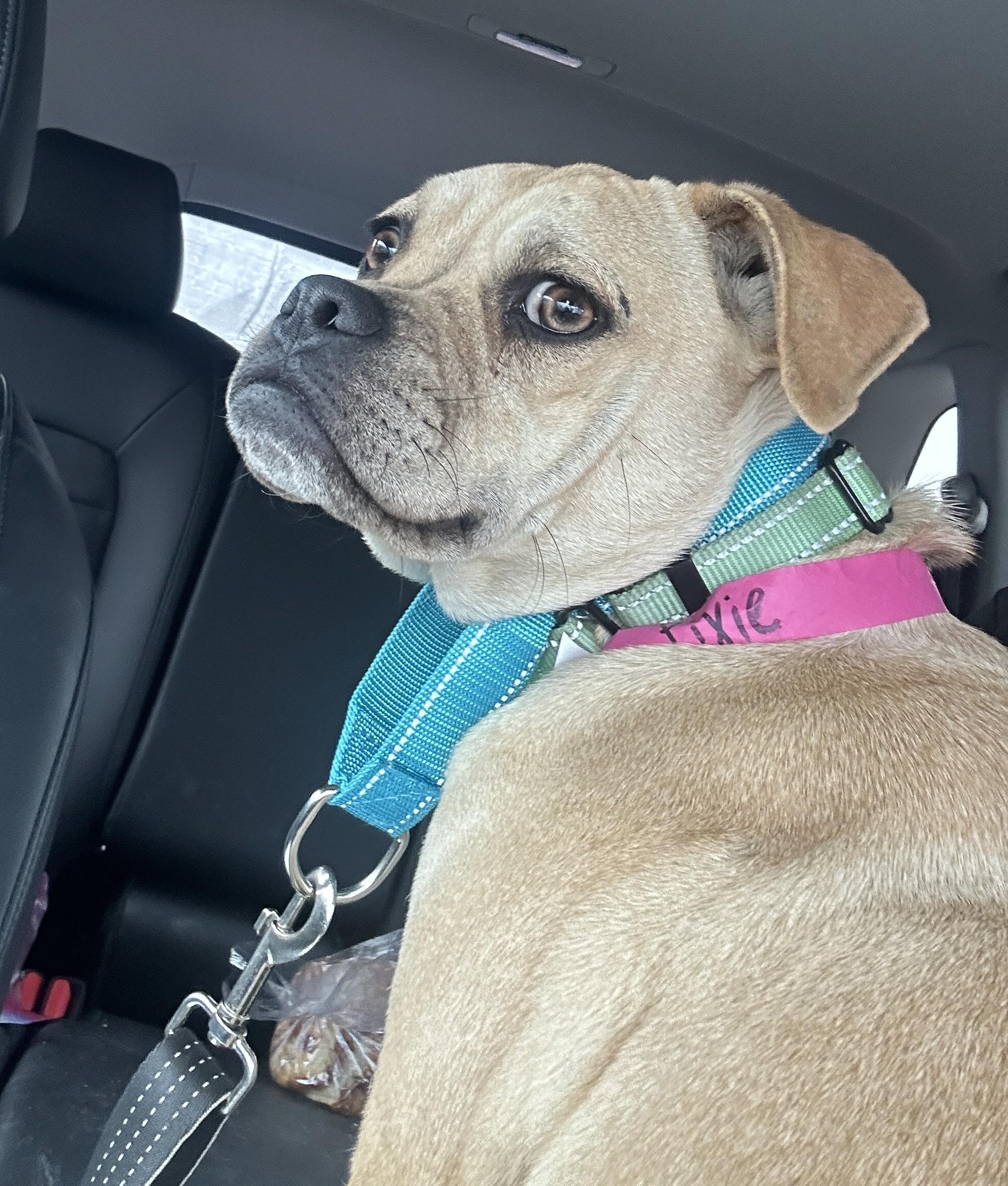 Pixie Moon ~ Local Girl, a Adoptable mixed breed in Andover, MA image 1/5