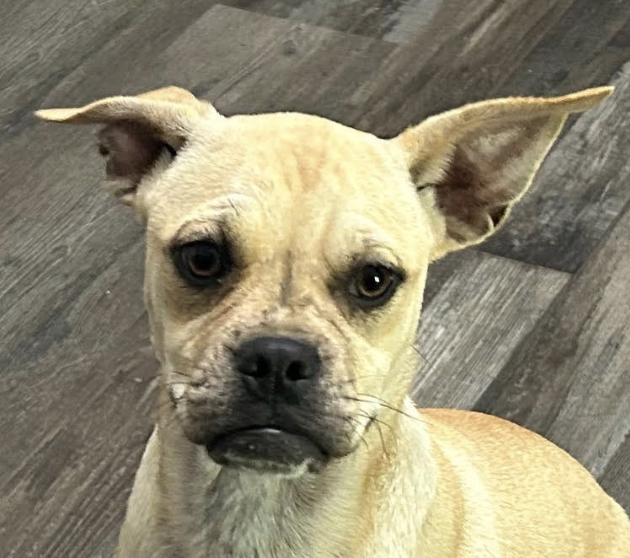 Pixie Moon ~ Local Girl, a Adoptable mixed breed in Andover, MA image 2/5