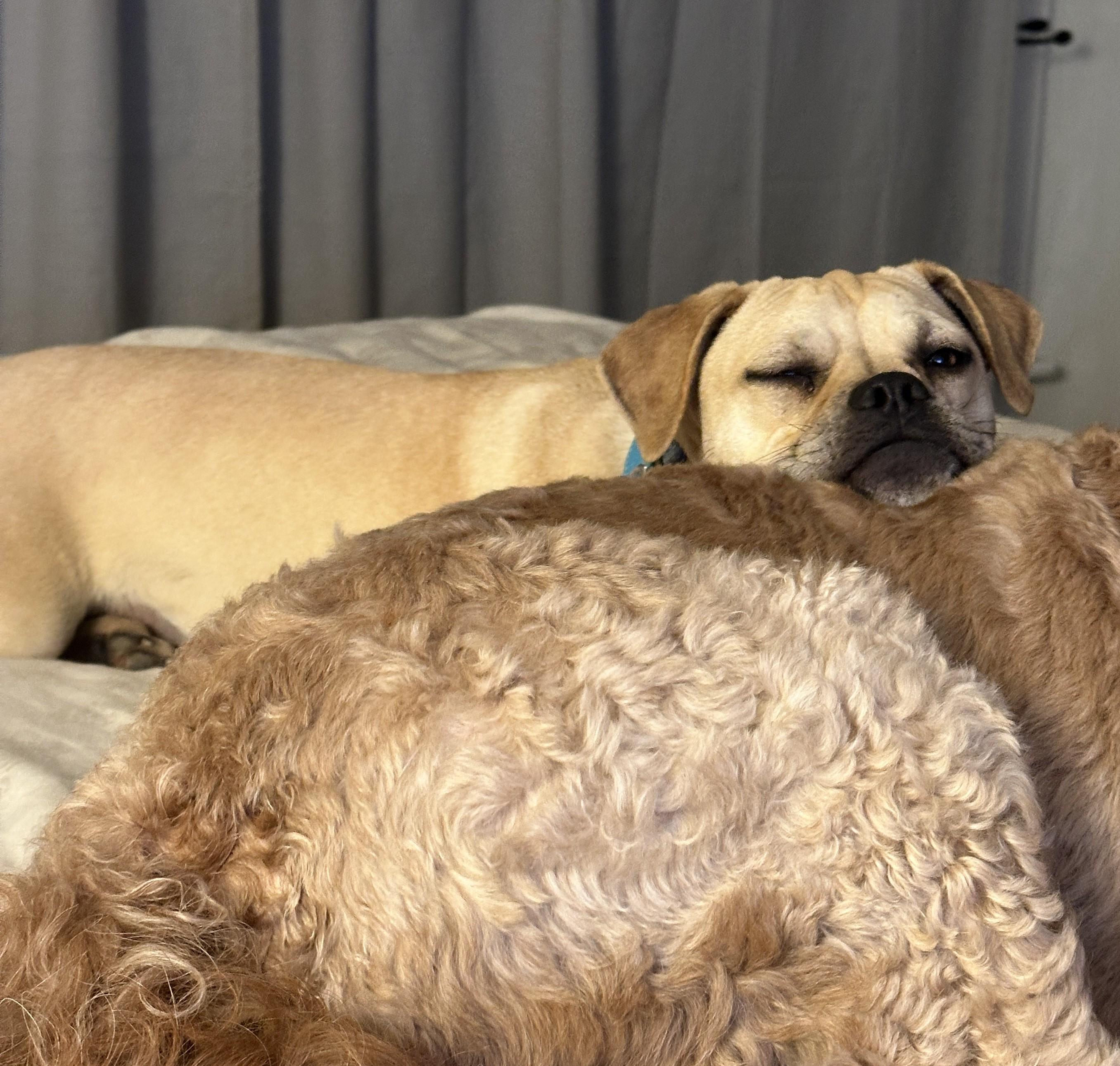 Pixie Moon ~ Local Girl, a Adoptable mixed breed in Andover, MA image 3/5