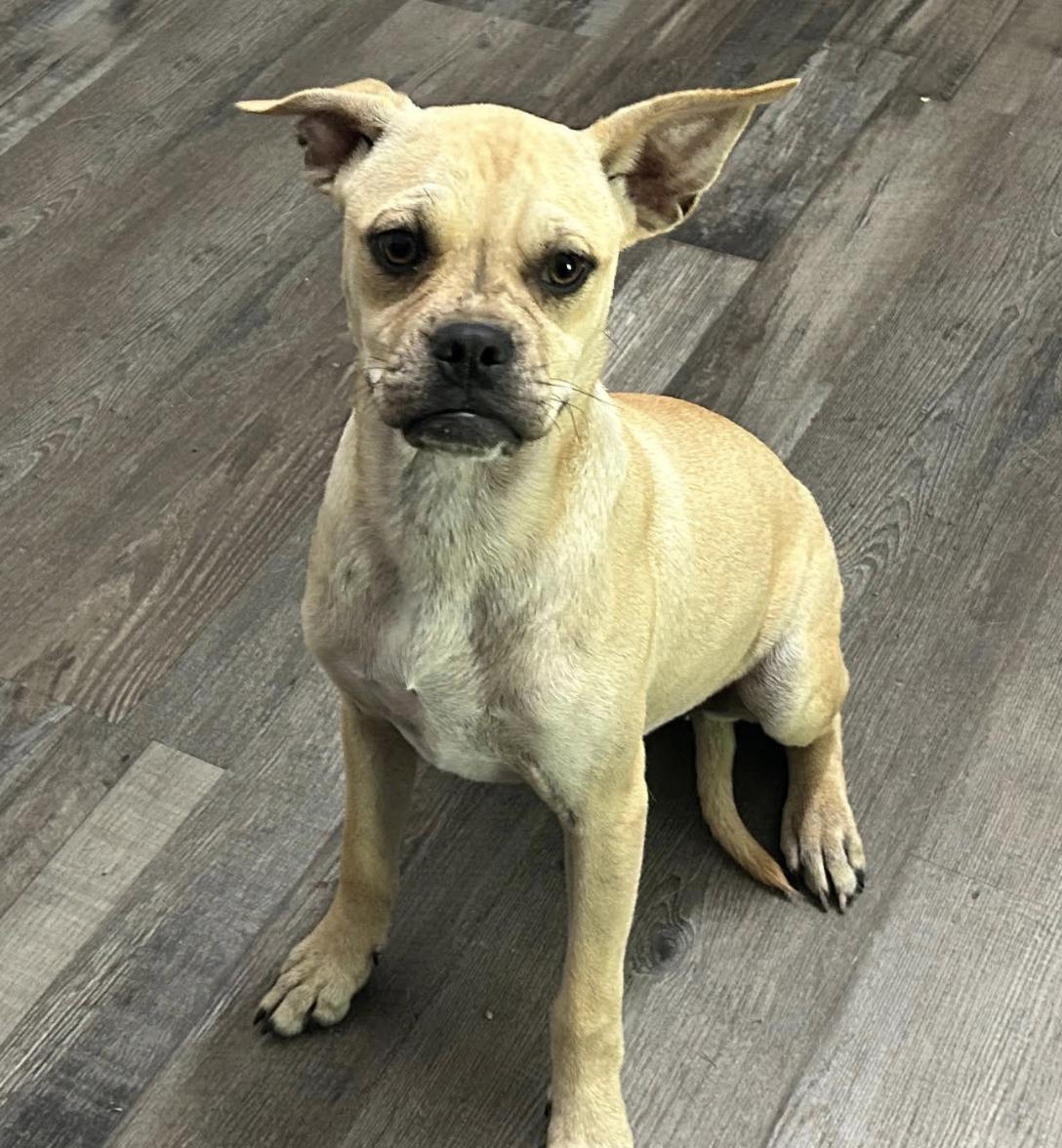 Pixie Moon ~ Local Girl, a Adoptable mixed breed in Andover, MA image 4/5