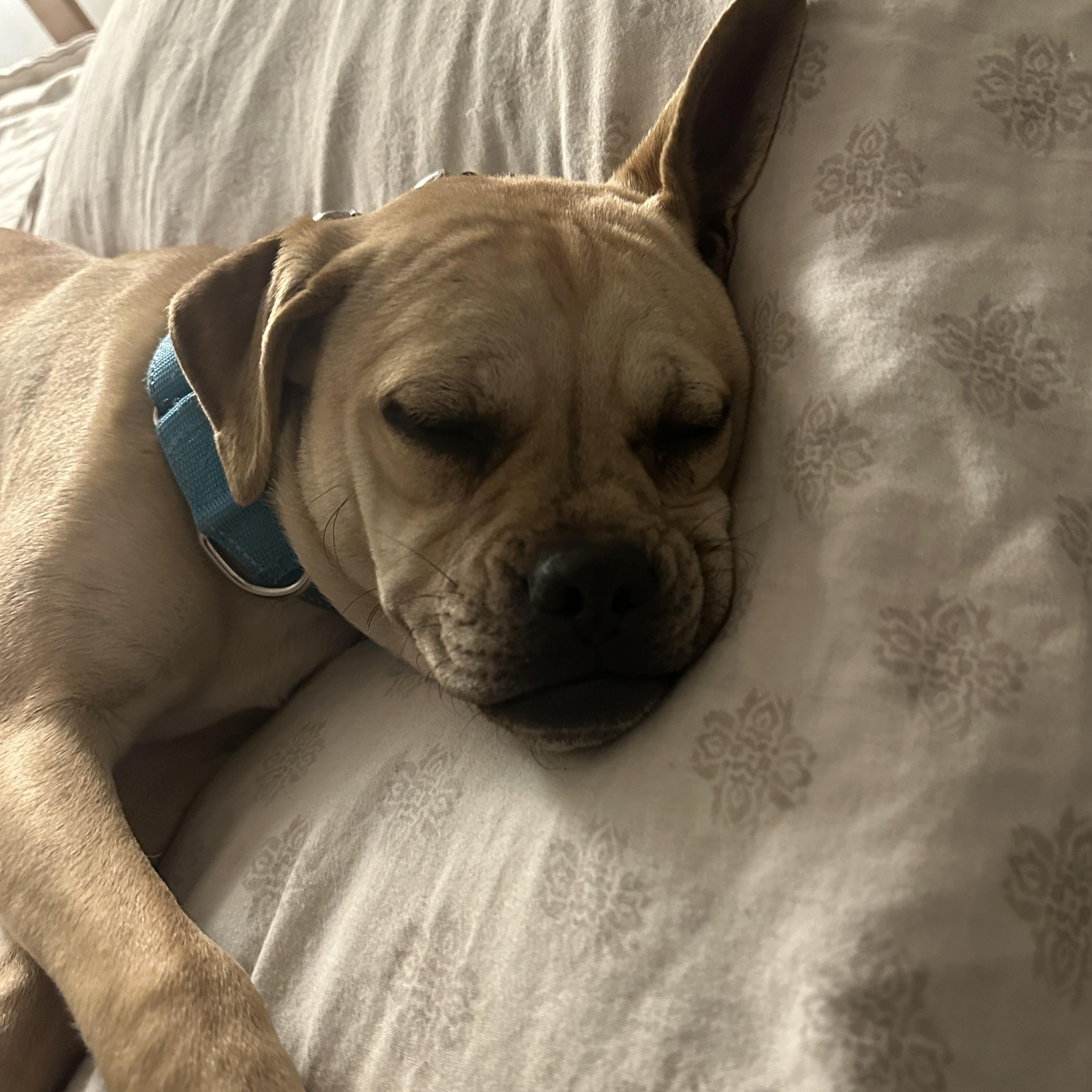 Pixie Moon ~ Local Girl, a Adoptable mixed breed in Andover, MA image 5/5