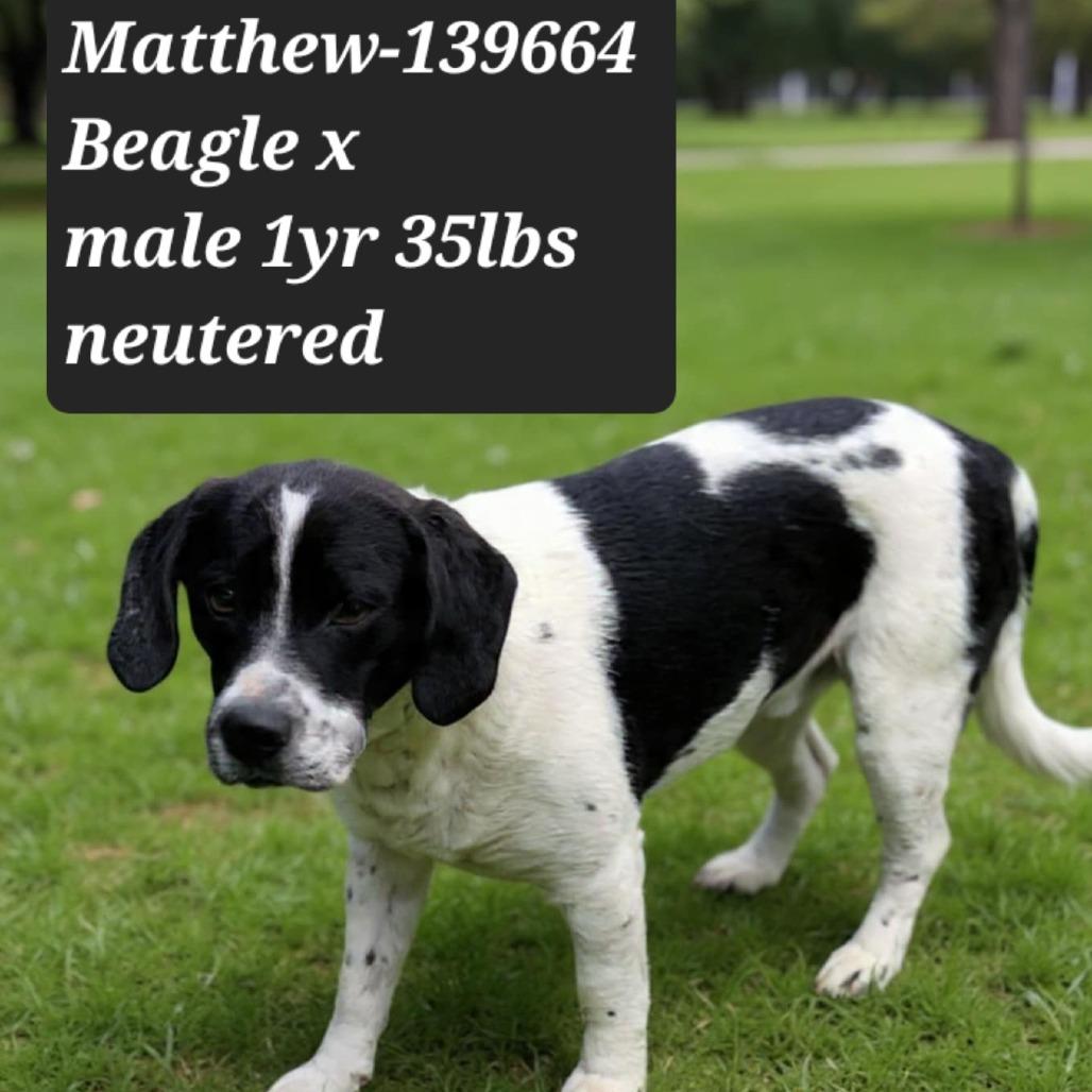 Matthew, Adoptable, Adult Male Beagle.