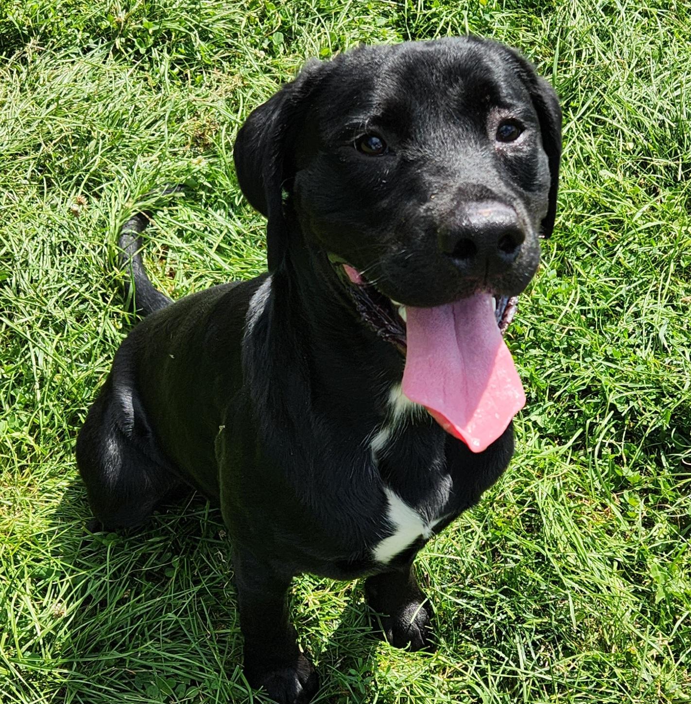 March, Adoptable, Adult Male Labrador Retriever.