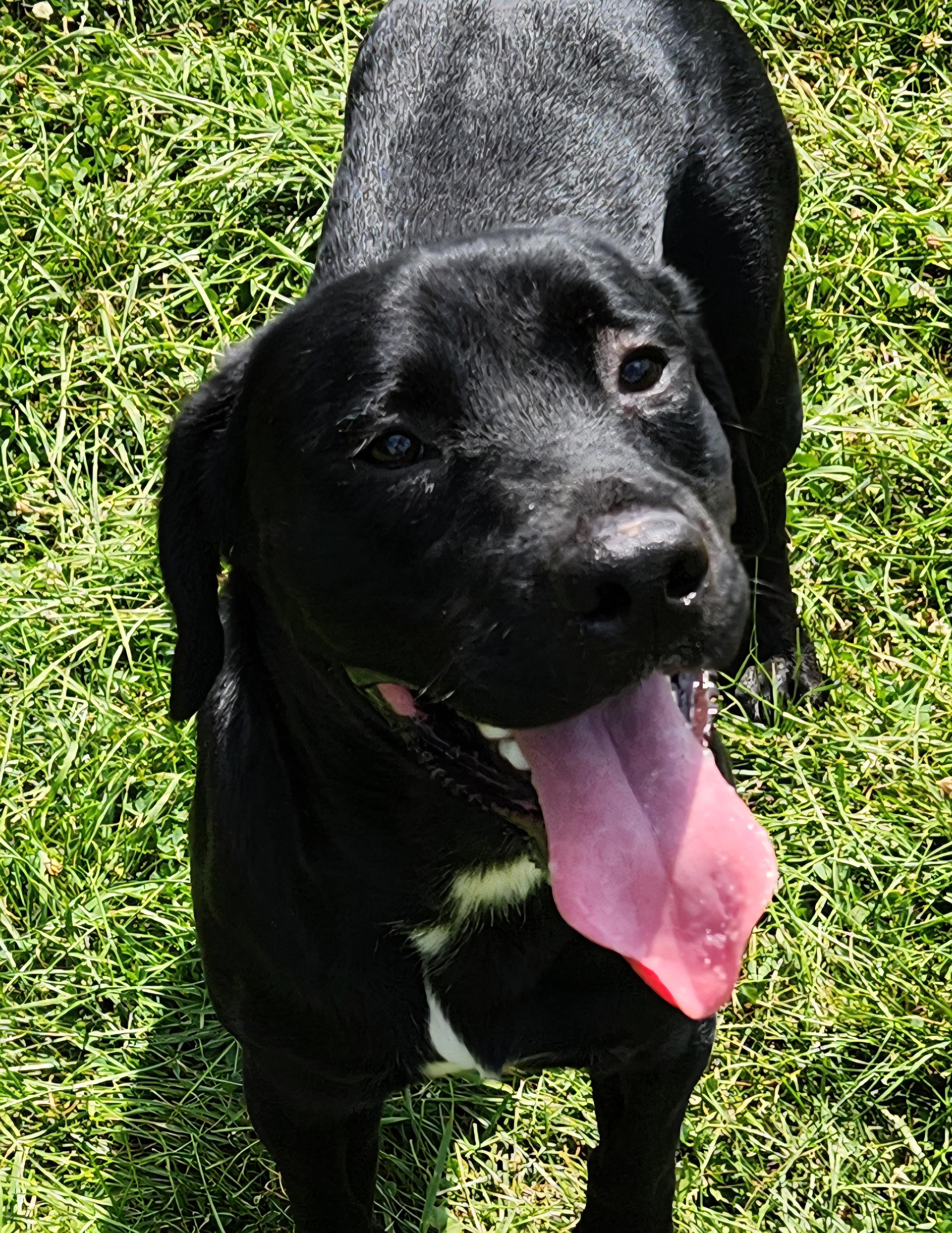 Enlarge March, a Adoptable mixed breed in Cedar Rapids, IA image 4/4