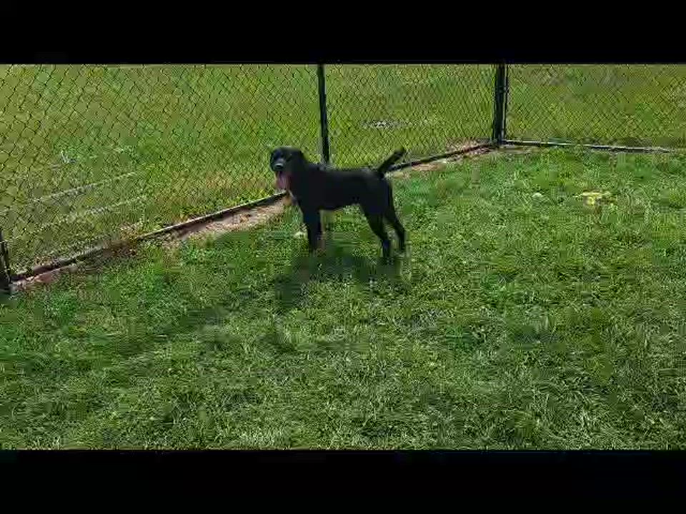 Enlarge March, a Adoptable mixed breed in Cedar Rapids, IA video 1/4
