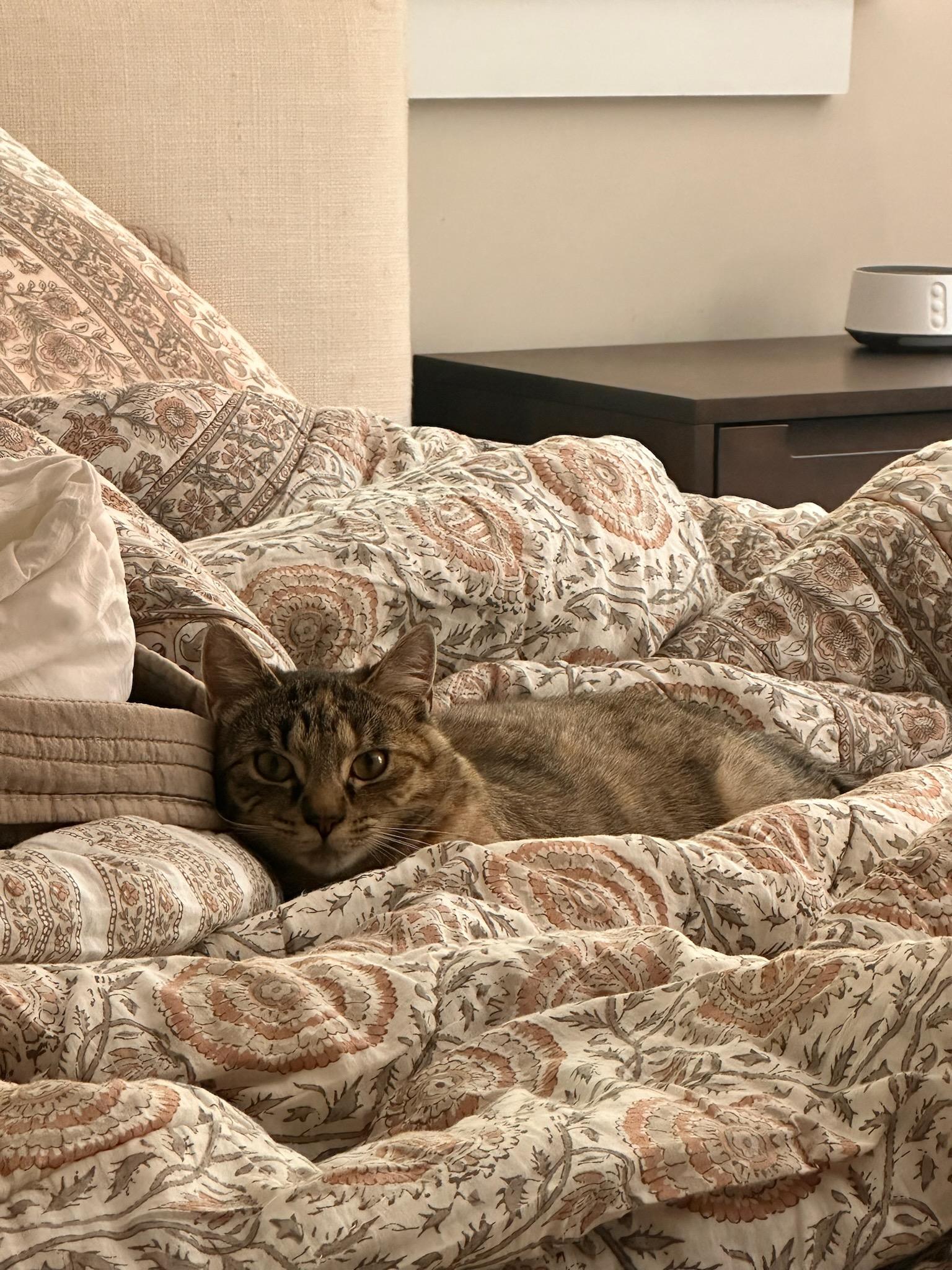 Faith, Adoptable, Young Female Tabby.