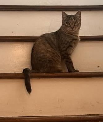 Enlarge Faith, a Adoptable Tabby in North Haledon, NJ image 2/4