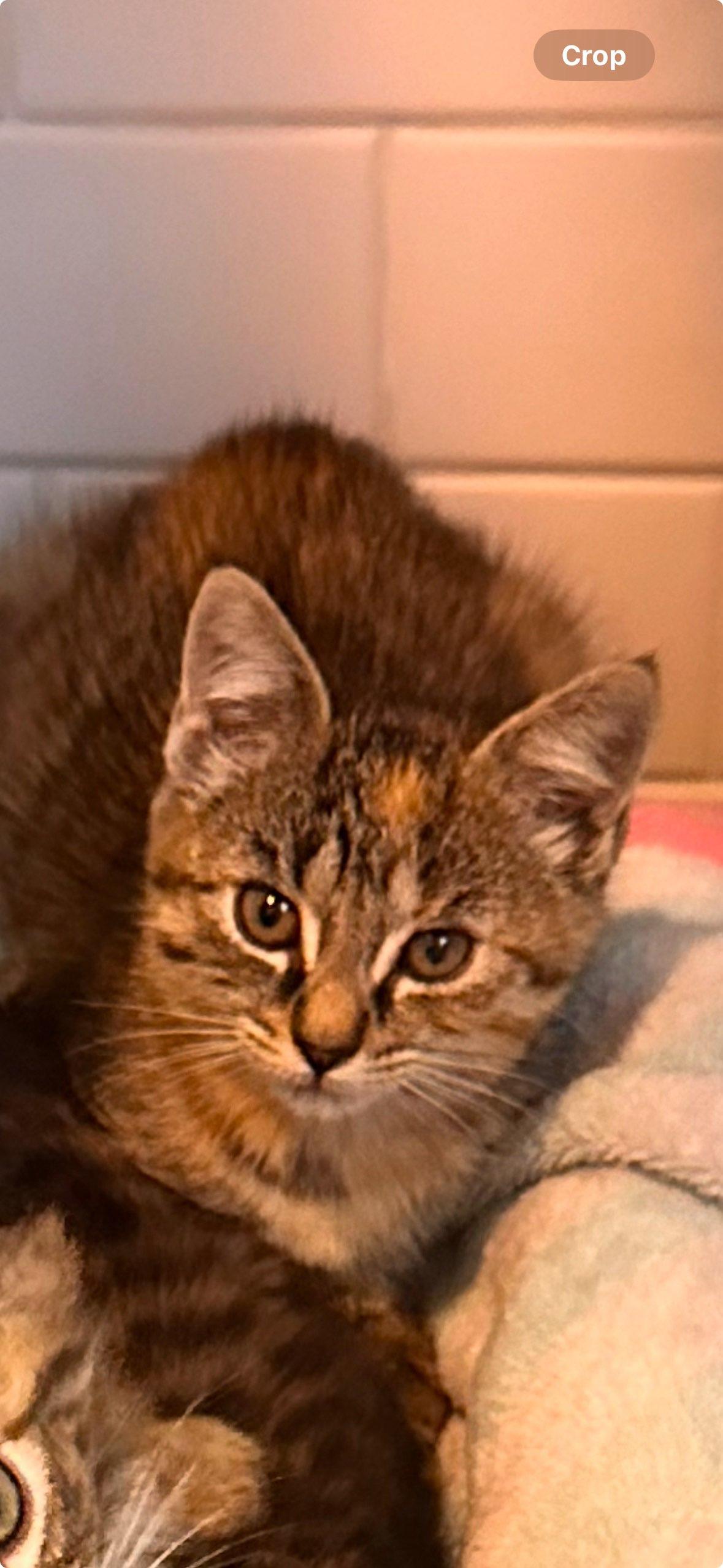 Enlarge Faith, a Adoptable Tabby in North Haledon, NJ image 3/4