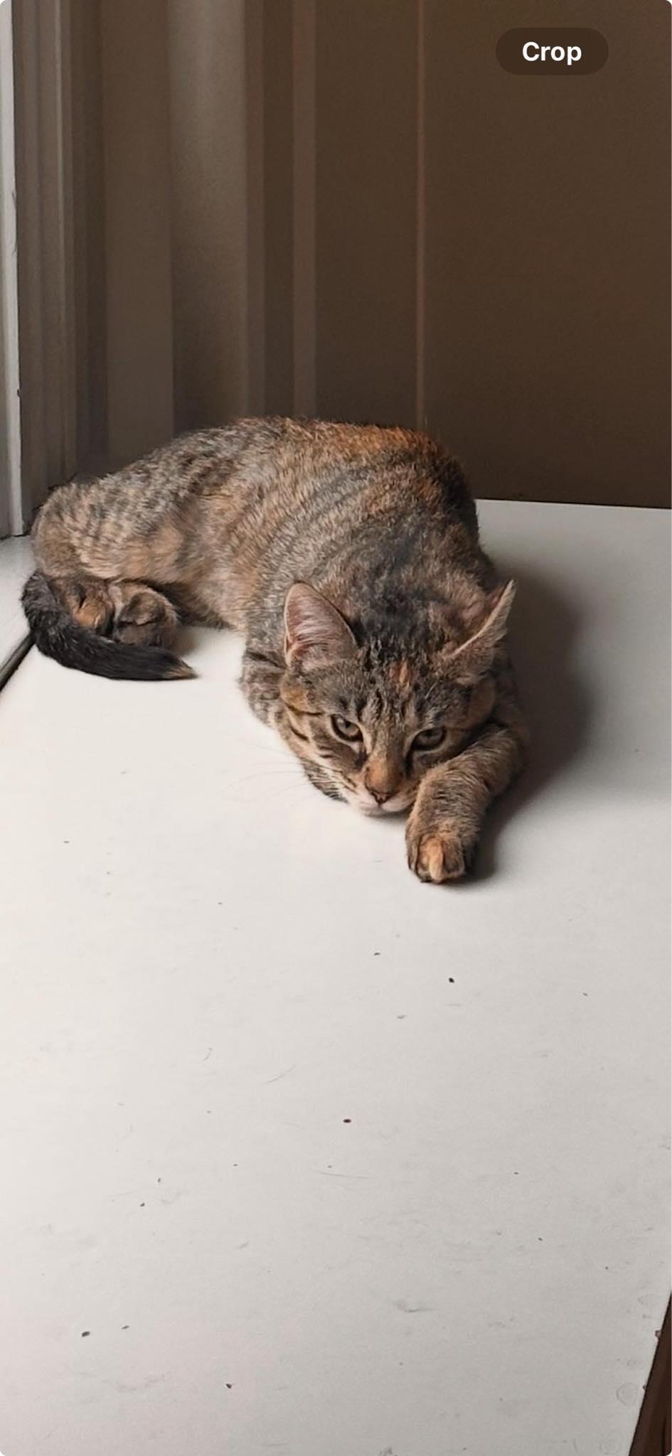 Enlarge Faith, a Adoptable Tabby in North Haledon, NJ image 4/4