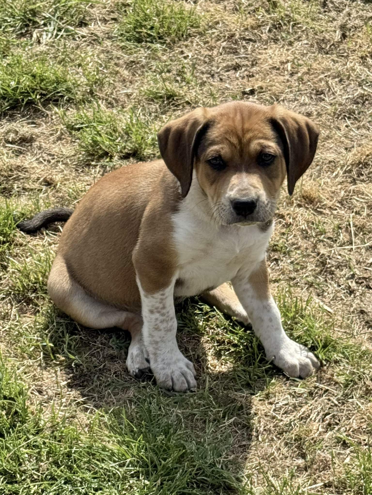 Enlarge RINGO, a ADOPTABLE mixed breed in Dumont, NJ image 1/3