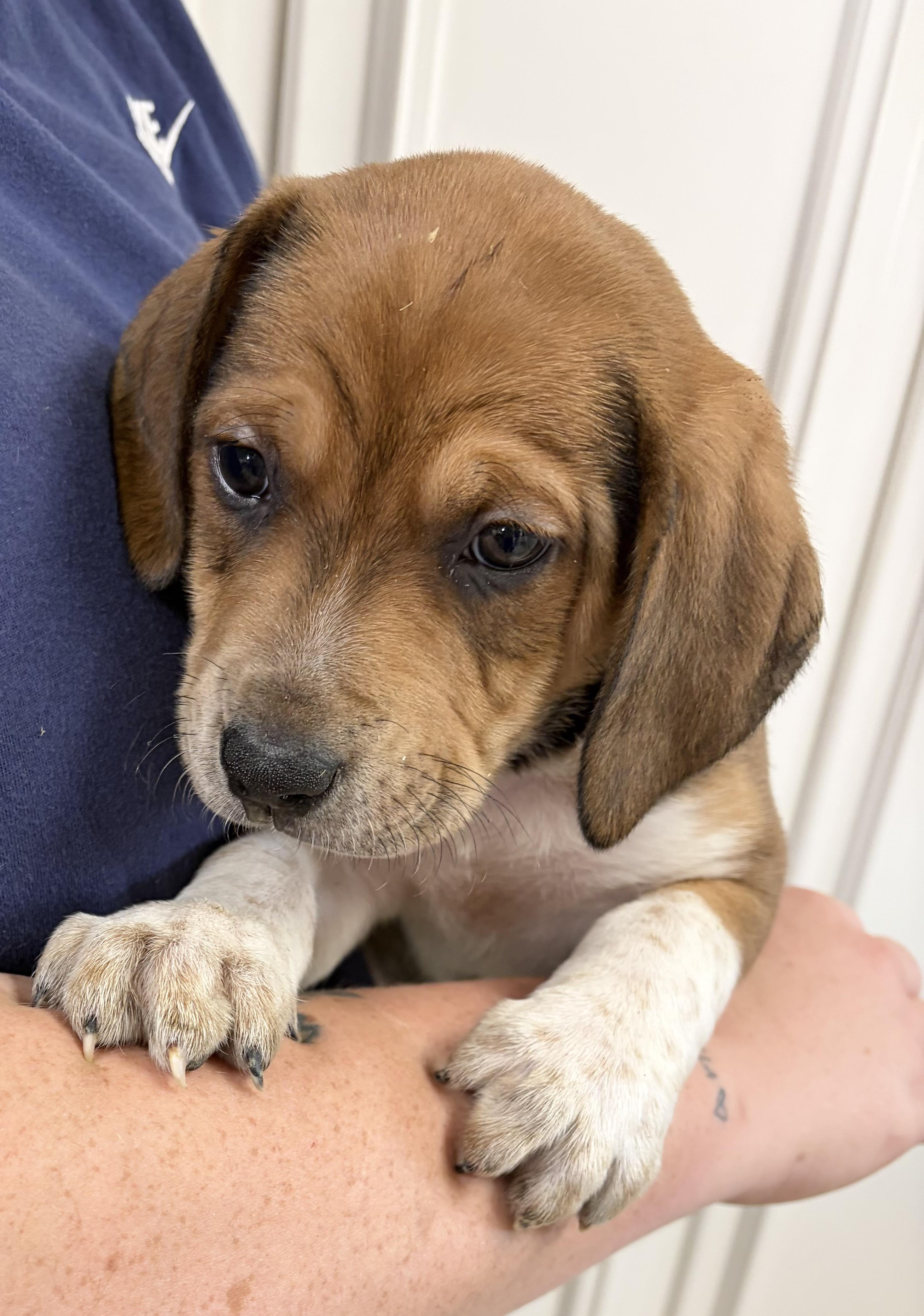 Enlarge RINGO, a ADOPTABLE mixed breed in Dumont, NJ image 2/3