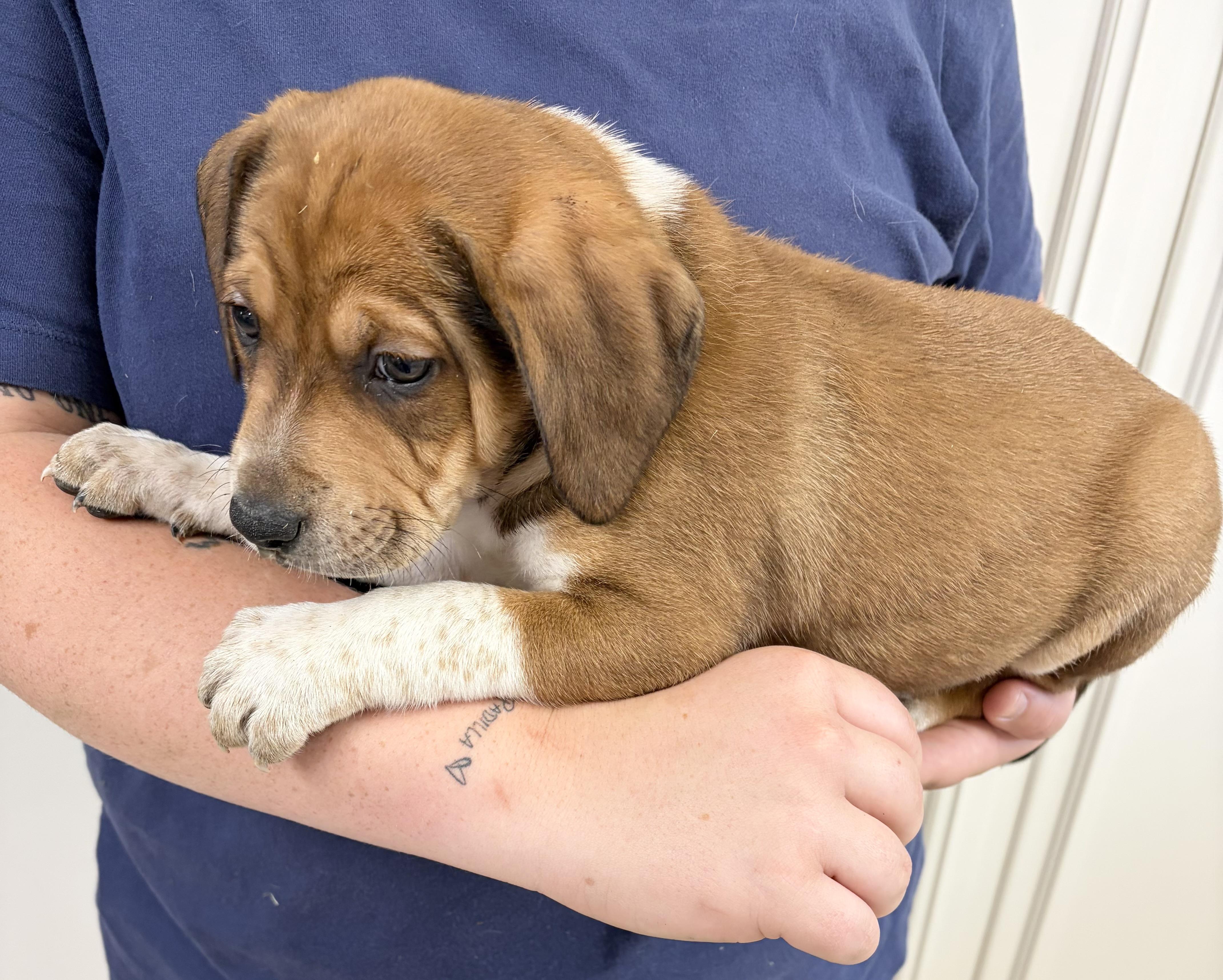 Enlarge RINGO, a ADOPTABLE mixed breed in Dumont, NJ image 3/3