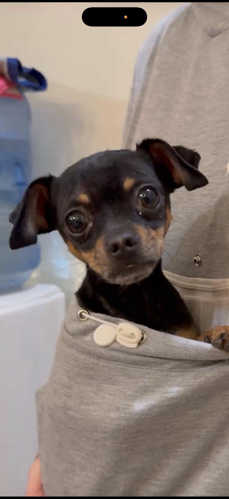 Beans, a Adopted Chihuahua in West Richland, WA image 1/3