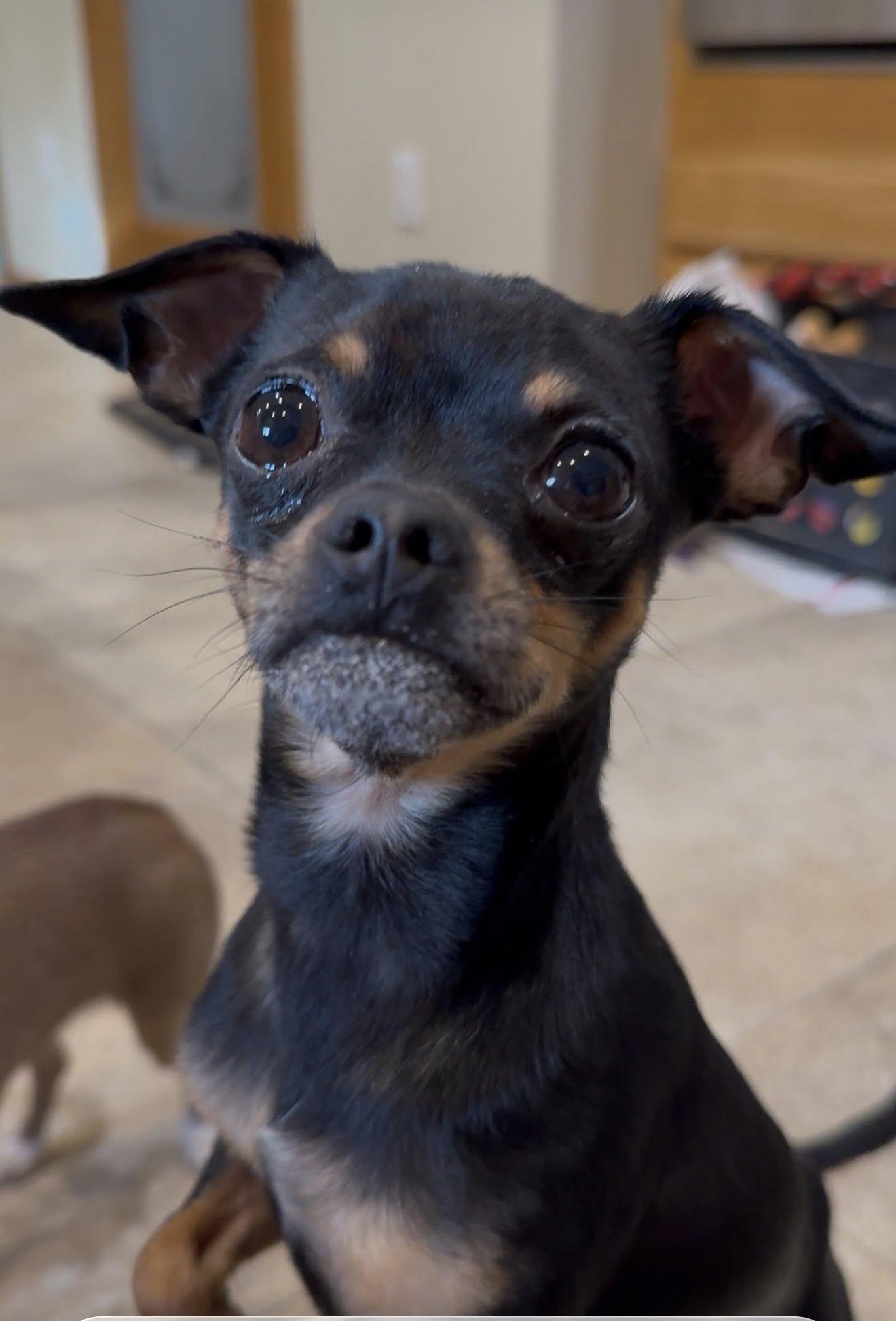 Beans, a Adopted Chihuahua in West Richland, WA image 2/3