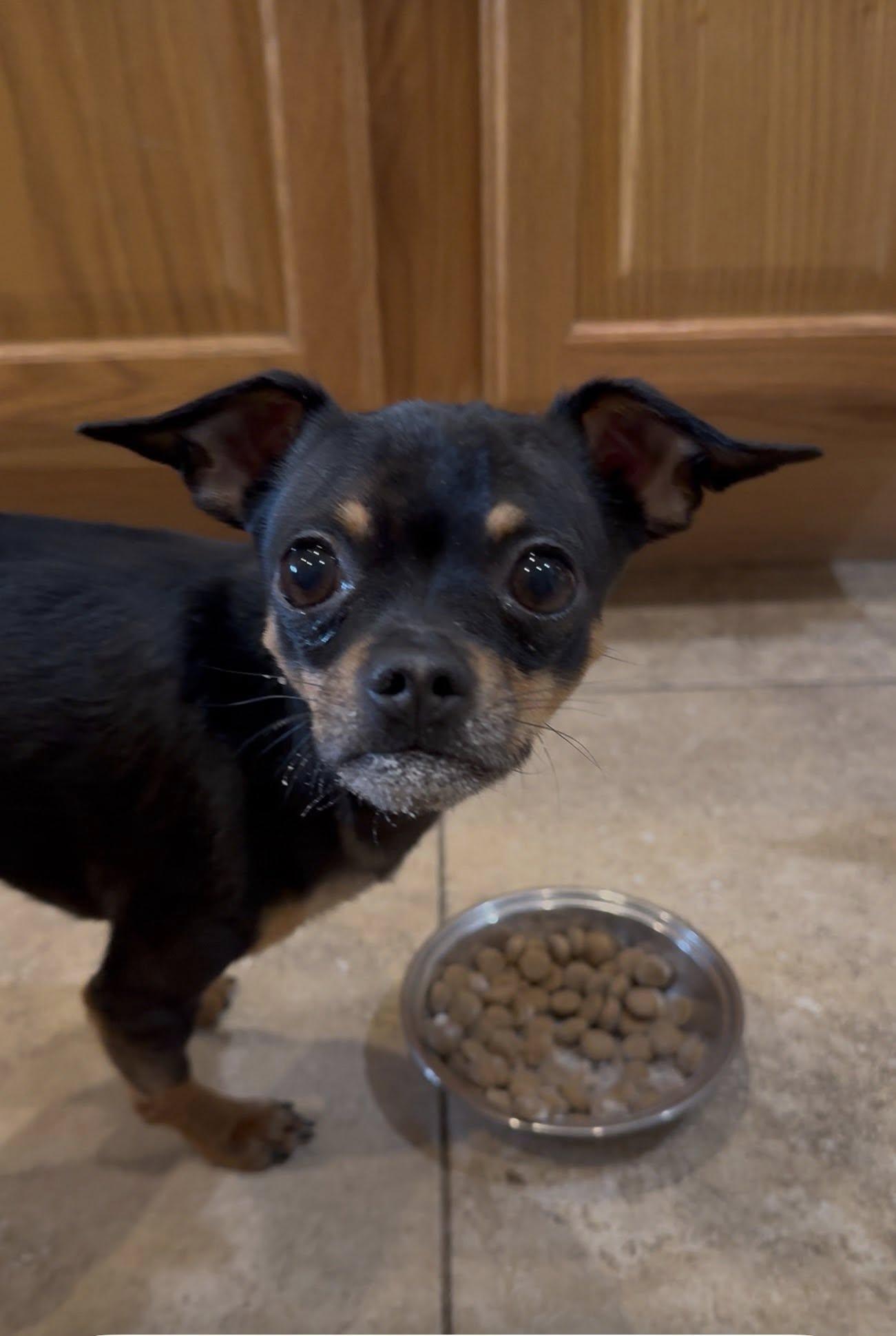 Beans, a Adopted Chihuahua in West Richland, WA image 3/3