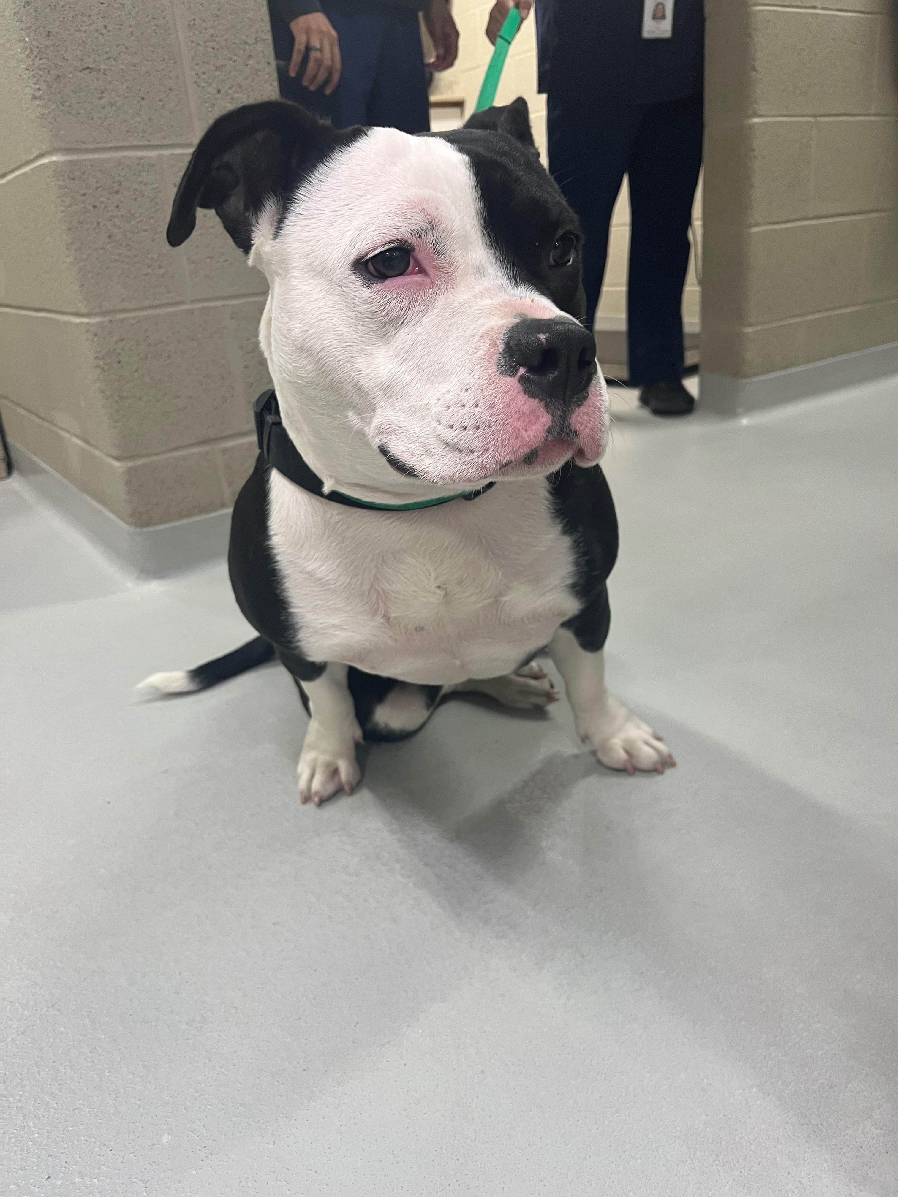 Pork Chop, Adoptable, Adult Female American Bully.