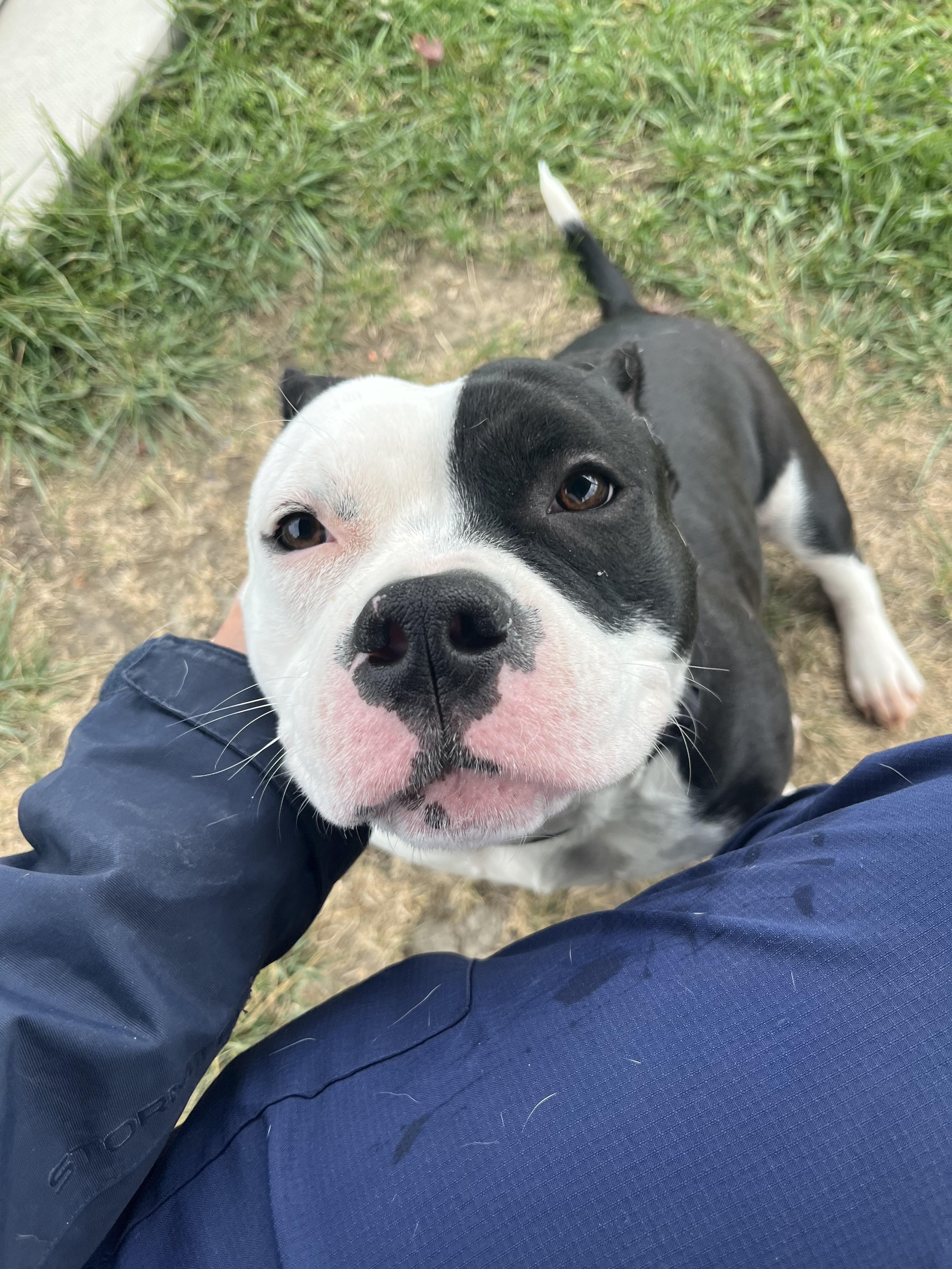 Pork Chop, a Adoptable American Bully in Caledon, ON image 2/2