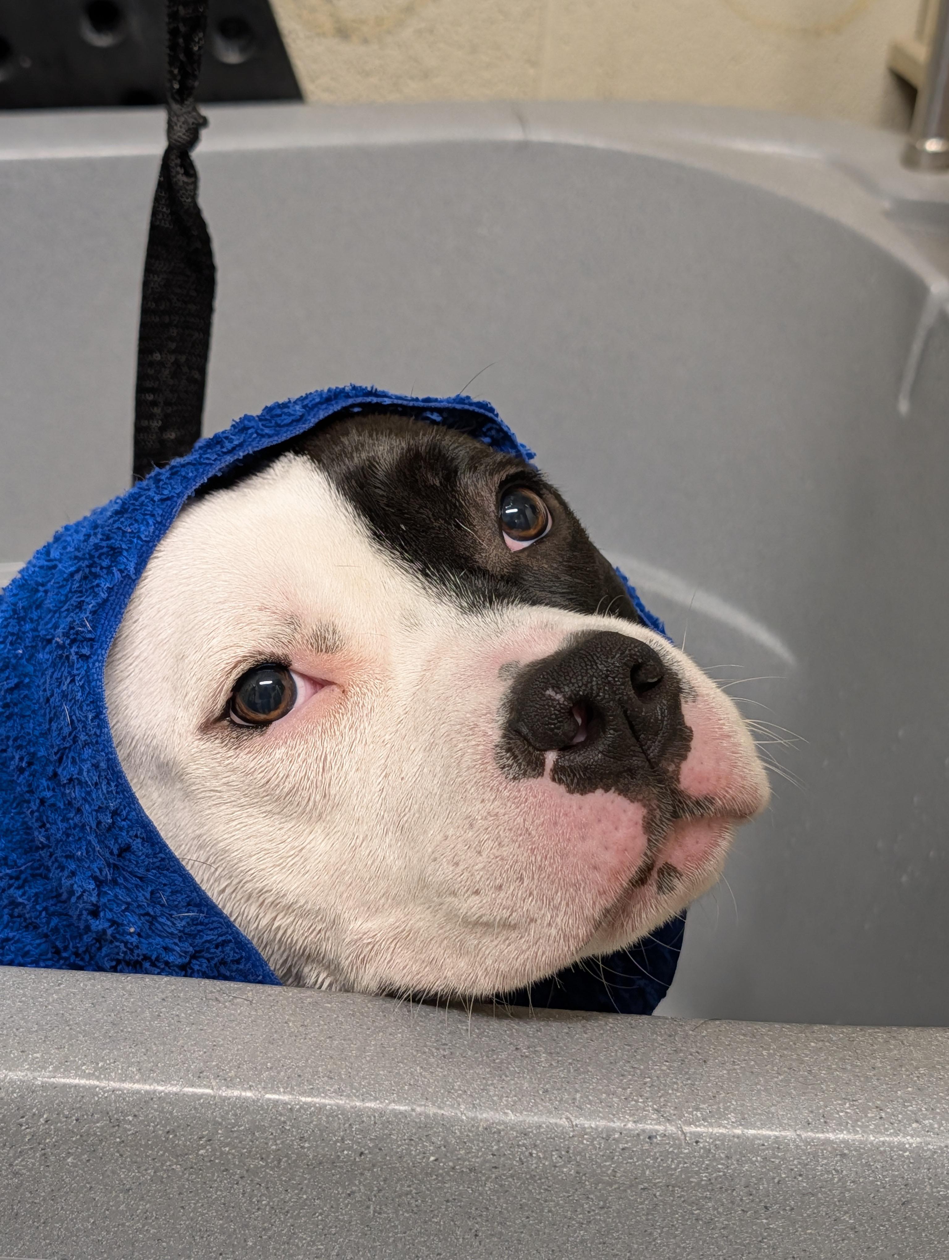 Enlarge Pork Chop, an adopted American Bully in Caledon, ON image 3/3