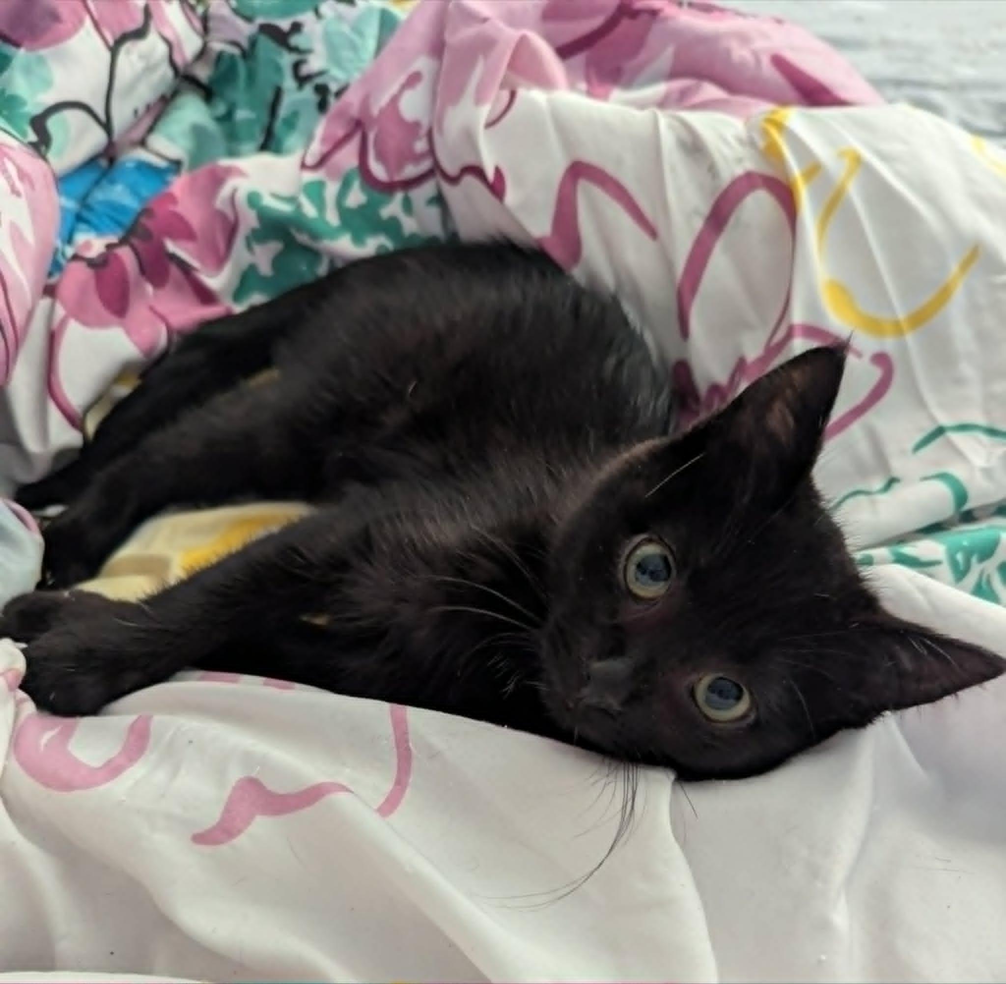 Enlarge Thira, a Adopted Domestic Short Hair in New Baltimore, MI image 1/3