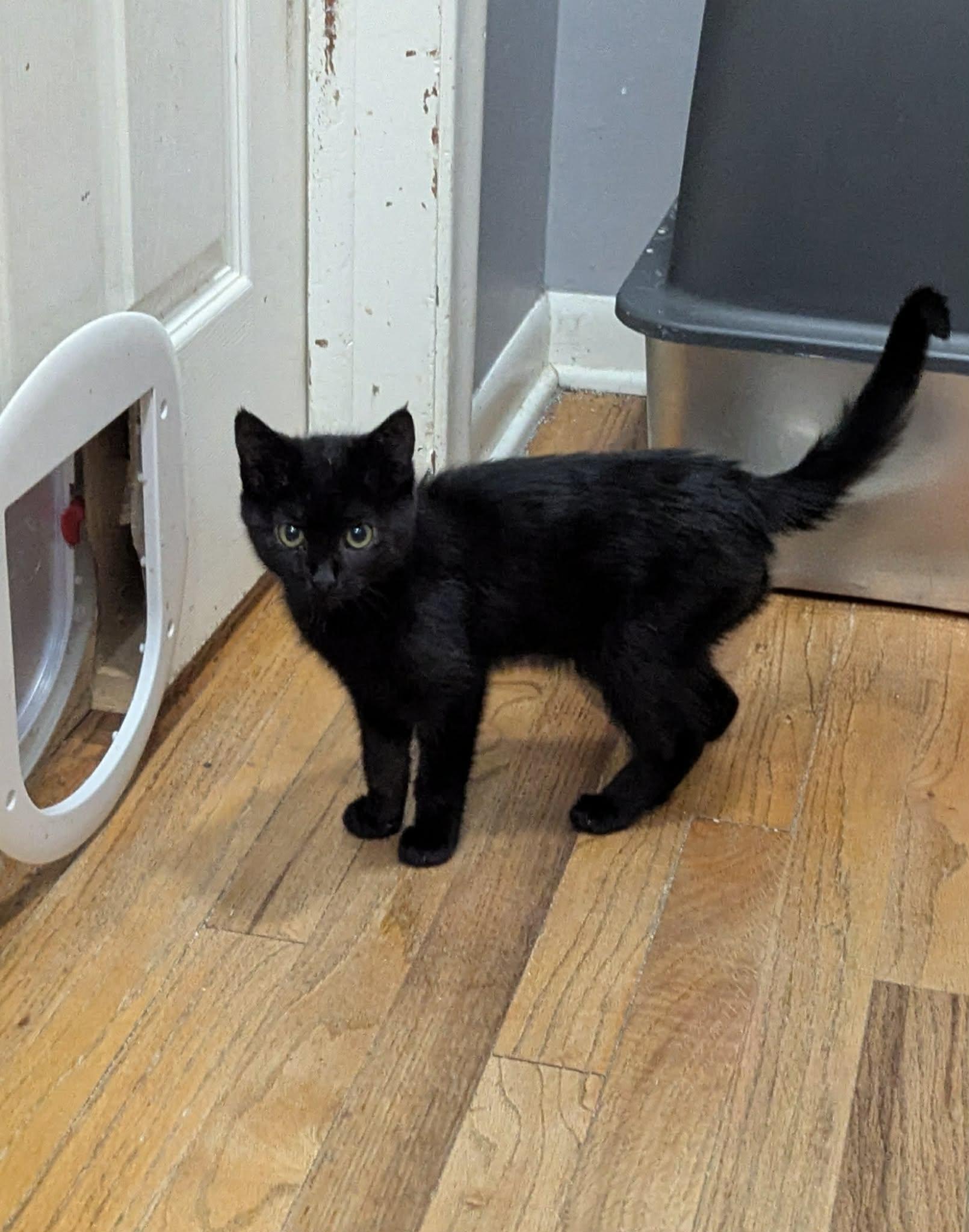 Enlarge Thira, a Adopted Domestic Short Hair in New Baltimore, MI image 2/3