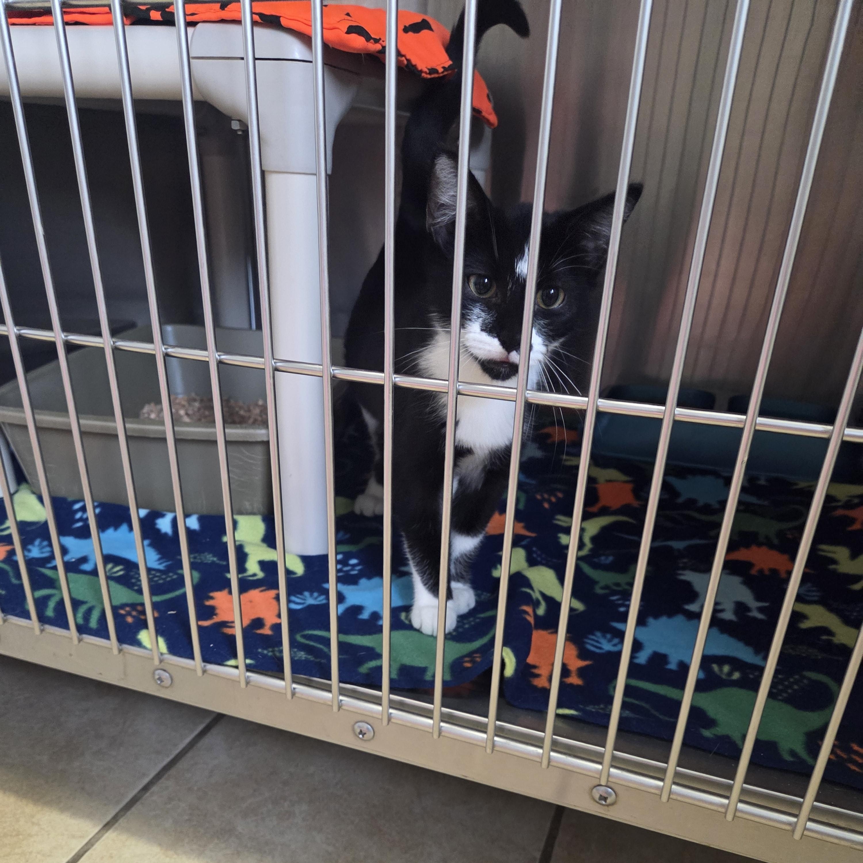 Joan Jett, Adoptable, Kitten Female Domestic Short Hair.