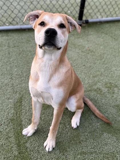 Sonic, Adoptable, Puppy Male Mixed Breed & Mixed Breed.