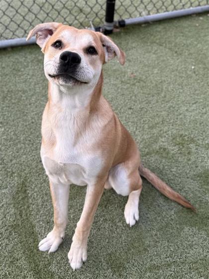 Enlarge Sonic, a Adoptable mixed breed in Hutchinson, KS image 2/3