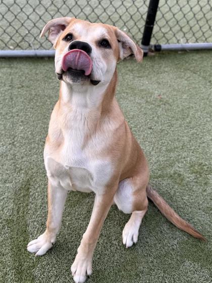 Enlarge Sonic, a Adoptable mixed breed in Hutchinson, KS image 3/3
