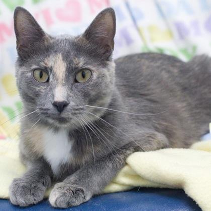 Storm, Adoptable, Adult Female Domestic Short Hair & Domestic Short Hair.