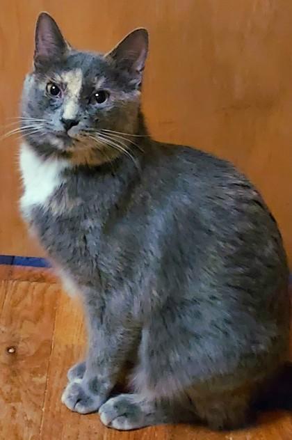 Storm, a Adoptable mixed breed in Verona, WI image 2/3