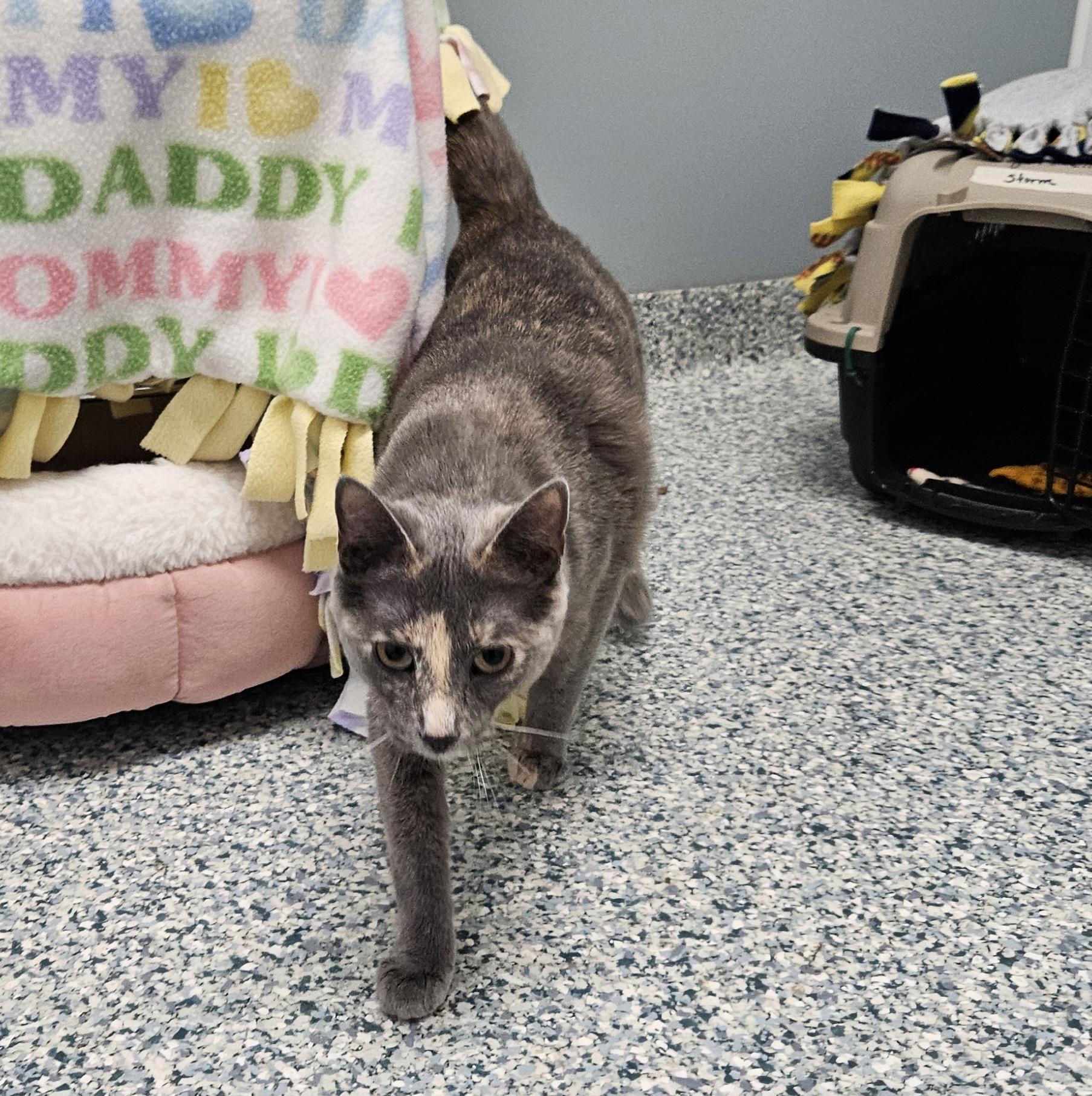 Storm, a Adoptable mixed breed in Verona, WI image 3/3