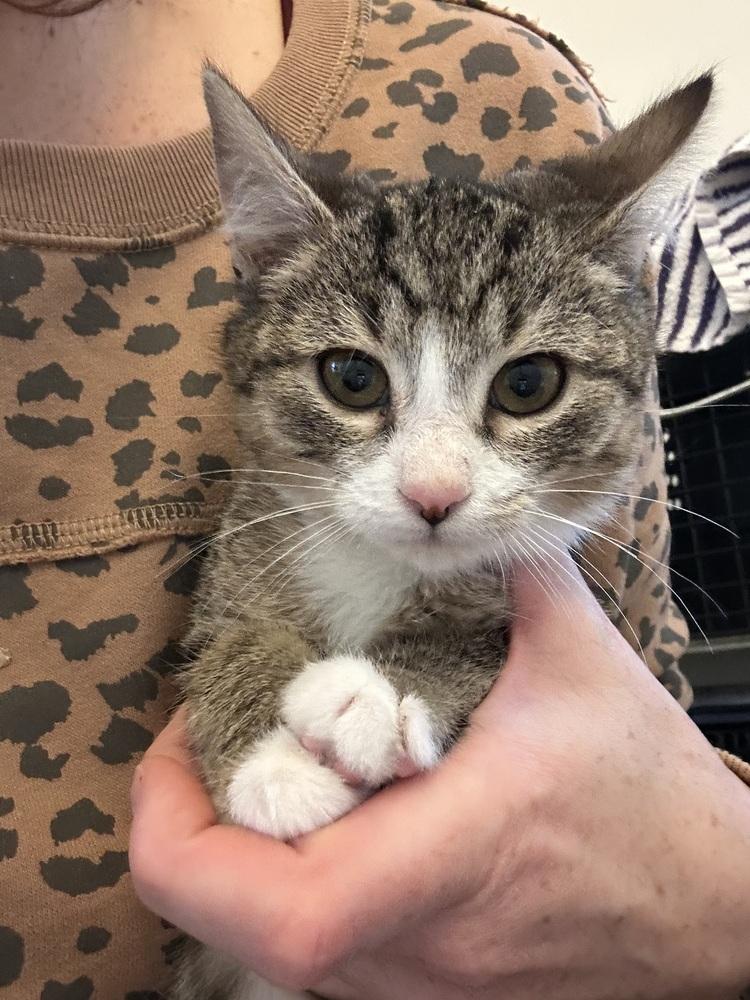 Enlarge Jeremiah  (No Free Kittens Litter), a Adopted Domestic Short Hair in Telford, PA image 1/1