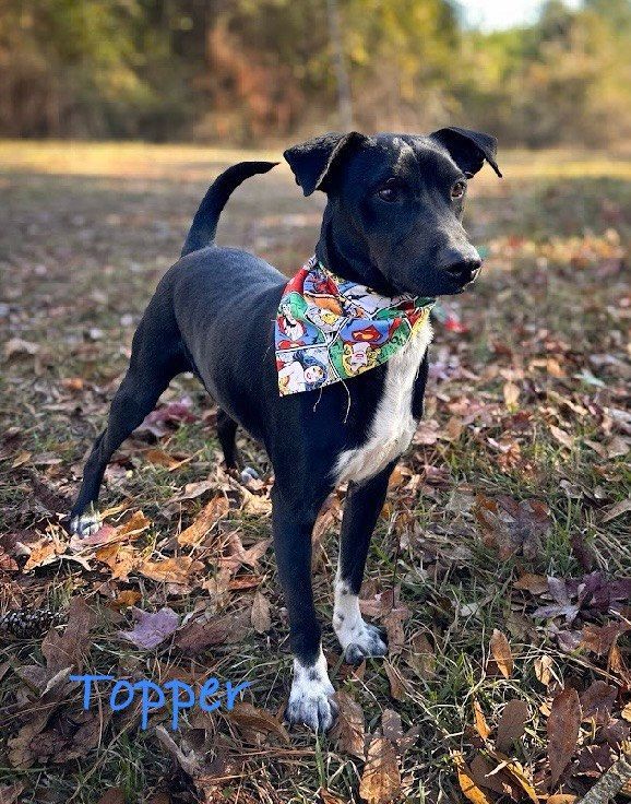 Topper, Young Male Mixed Breed